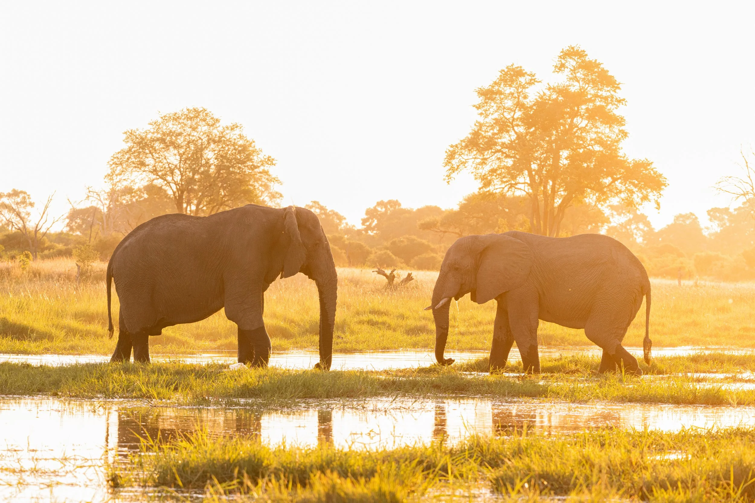 website wildlife-1-13.jpg