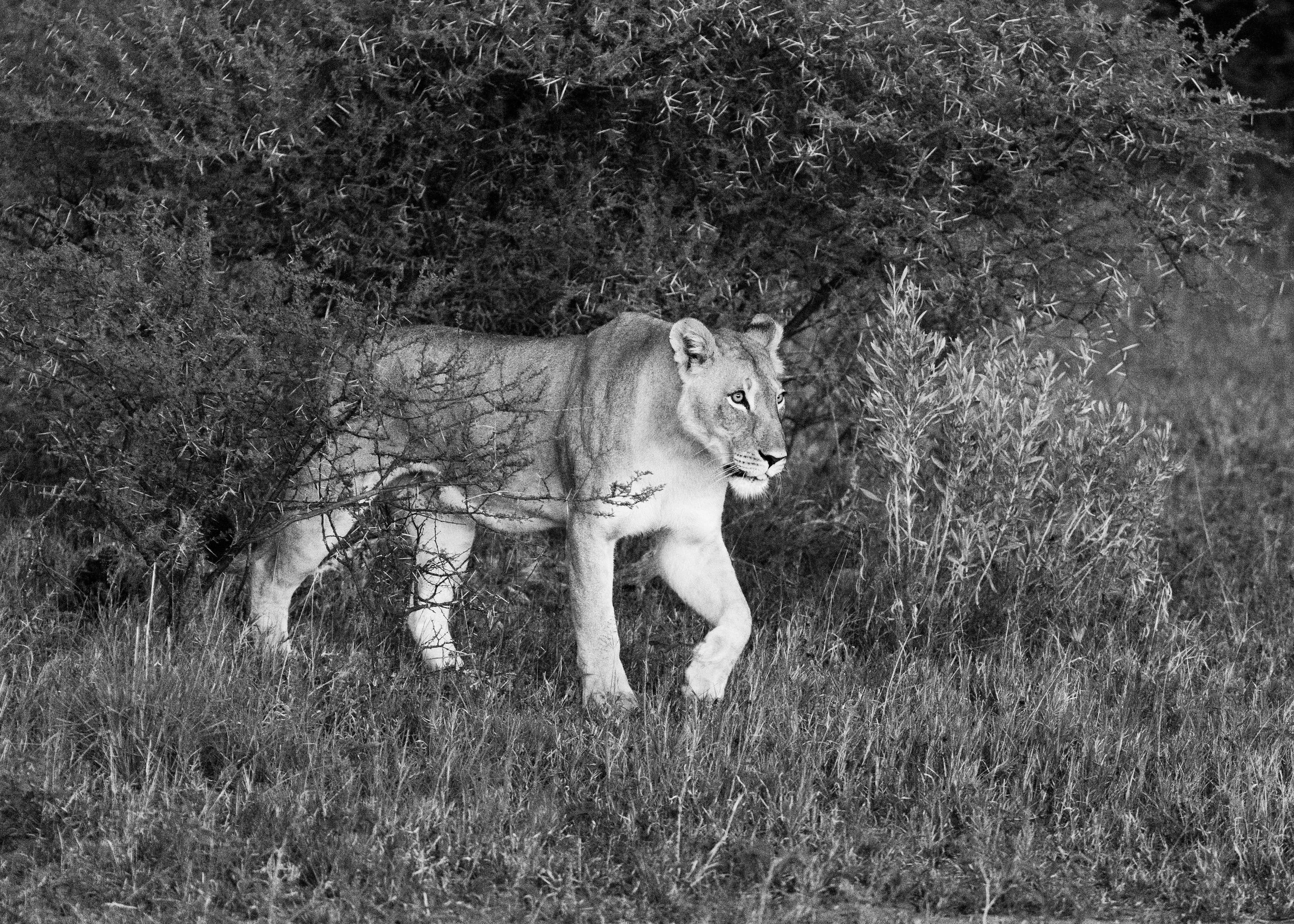 website wildlife-1.jpg