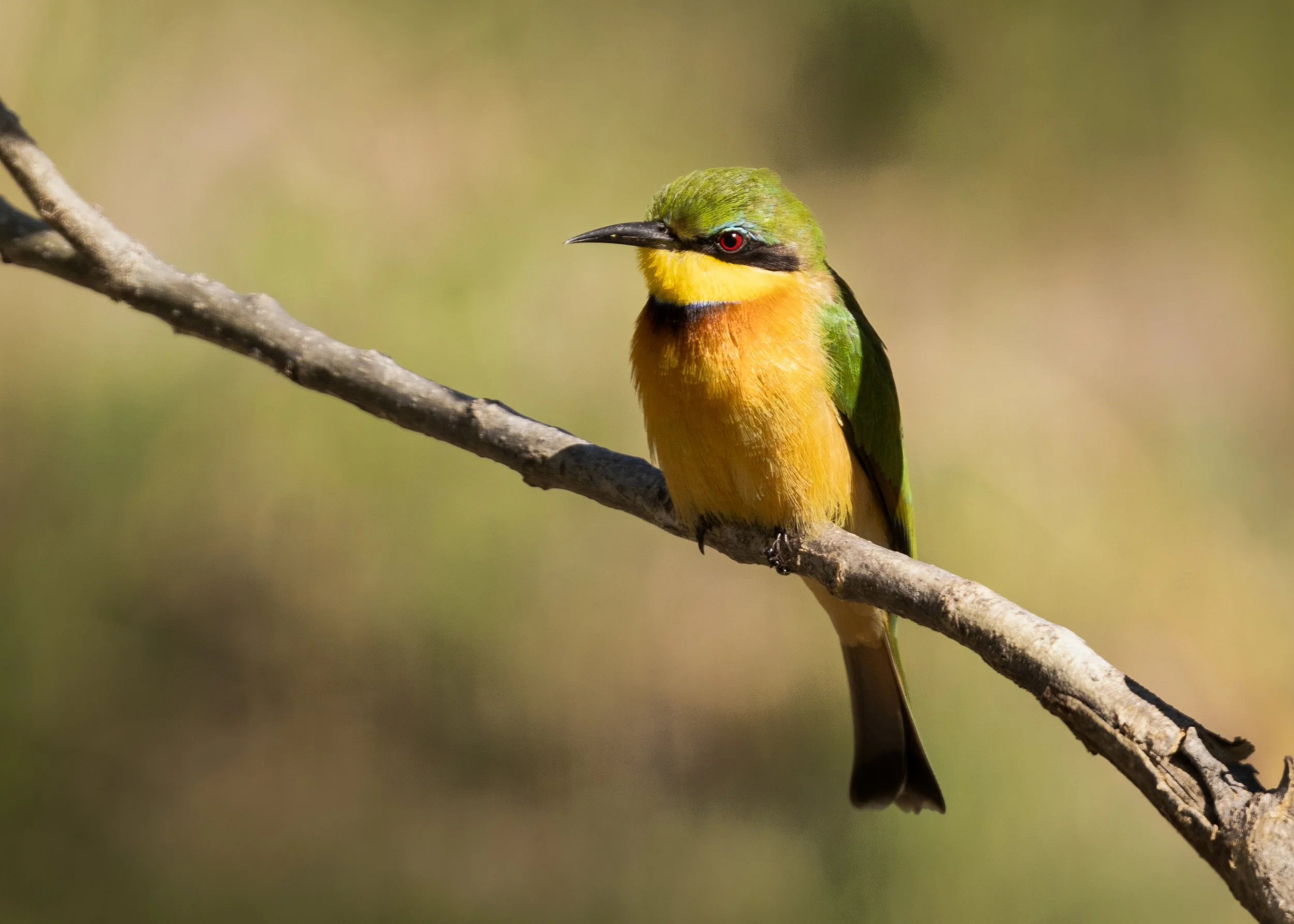 website wildlife-1-15.jpg