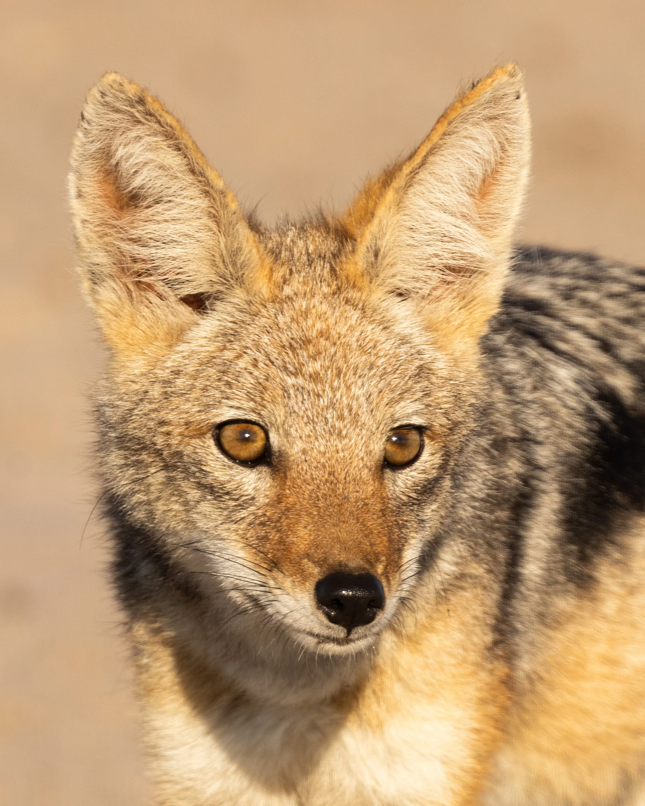 website wildlife-1-5.jpg