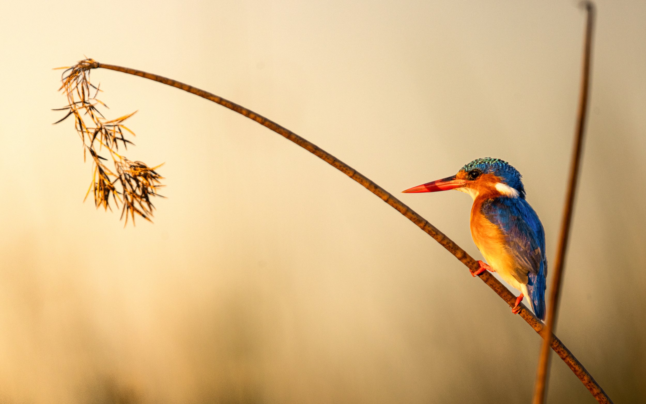 website wildlife-1-9.jpg