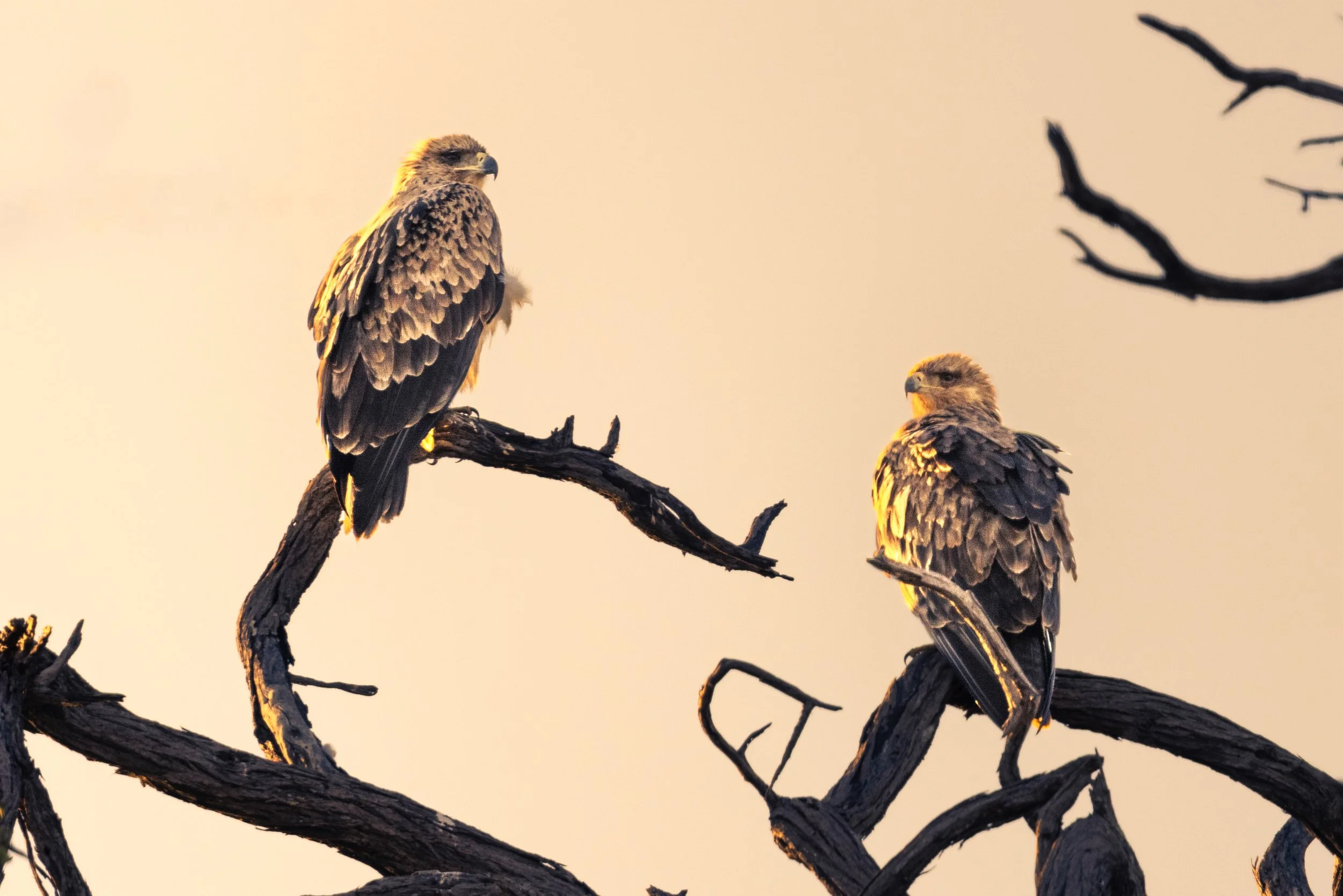 website wildlife-1-8.jpg