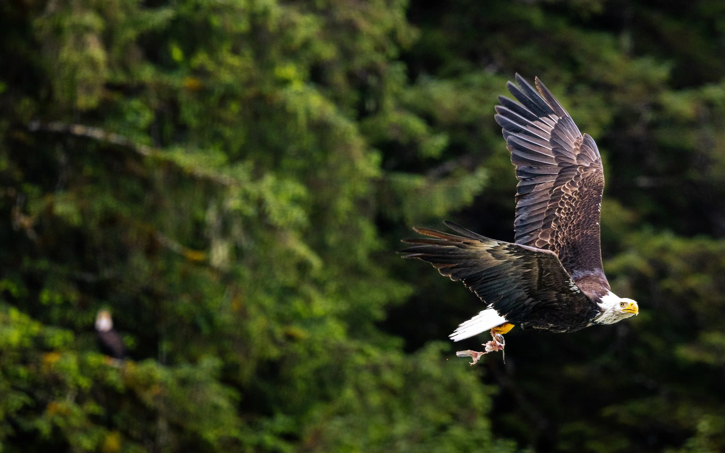 website wildlife-1-17.jpg