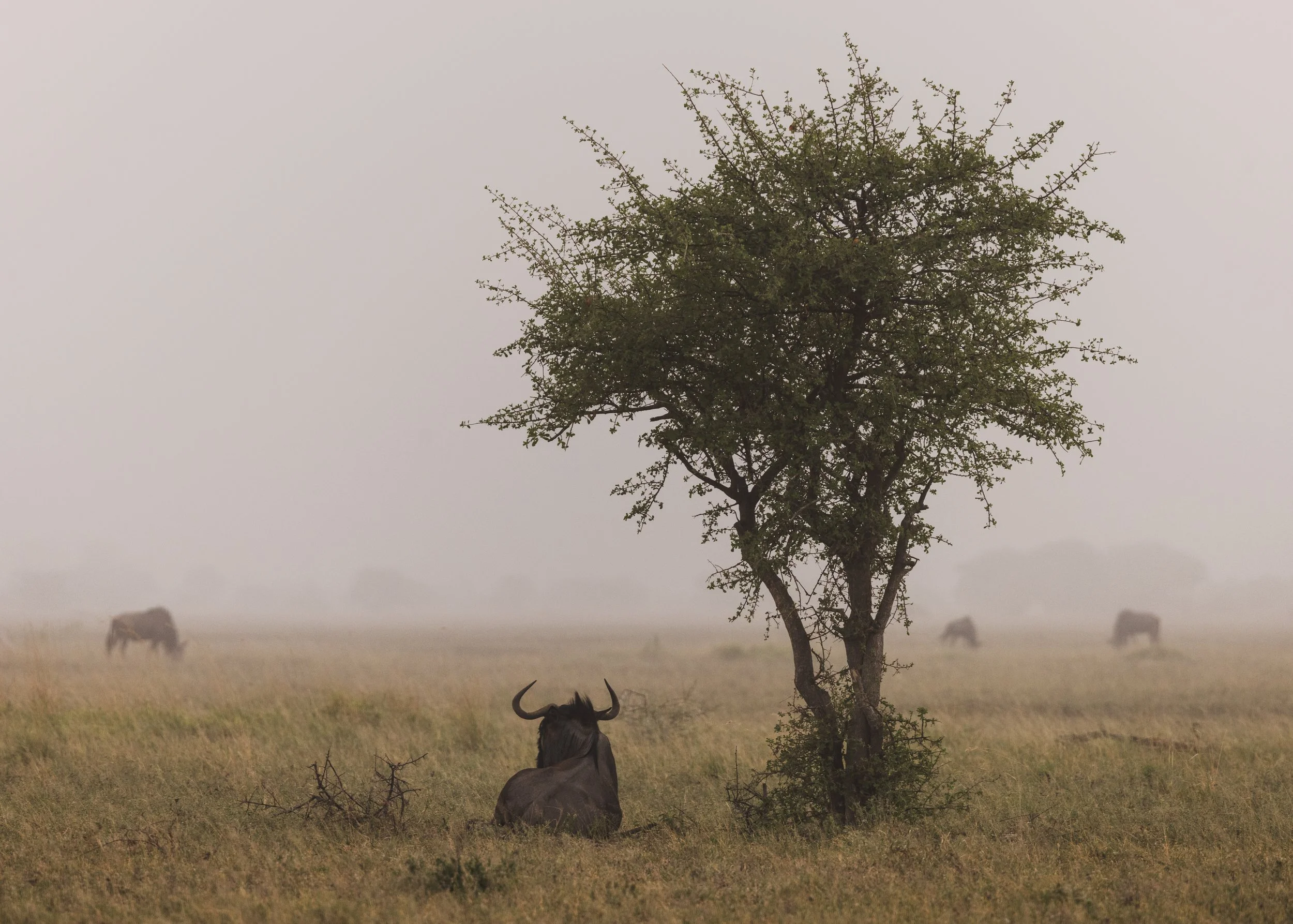 website wildlife-1-7.jpg
