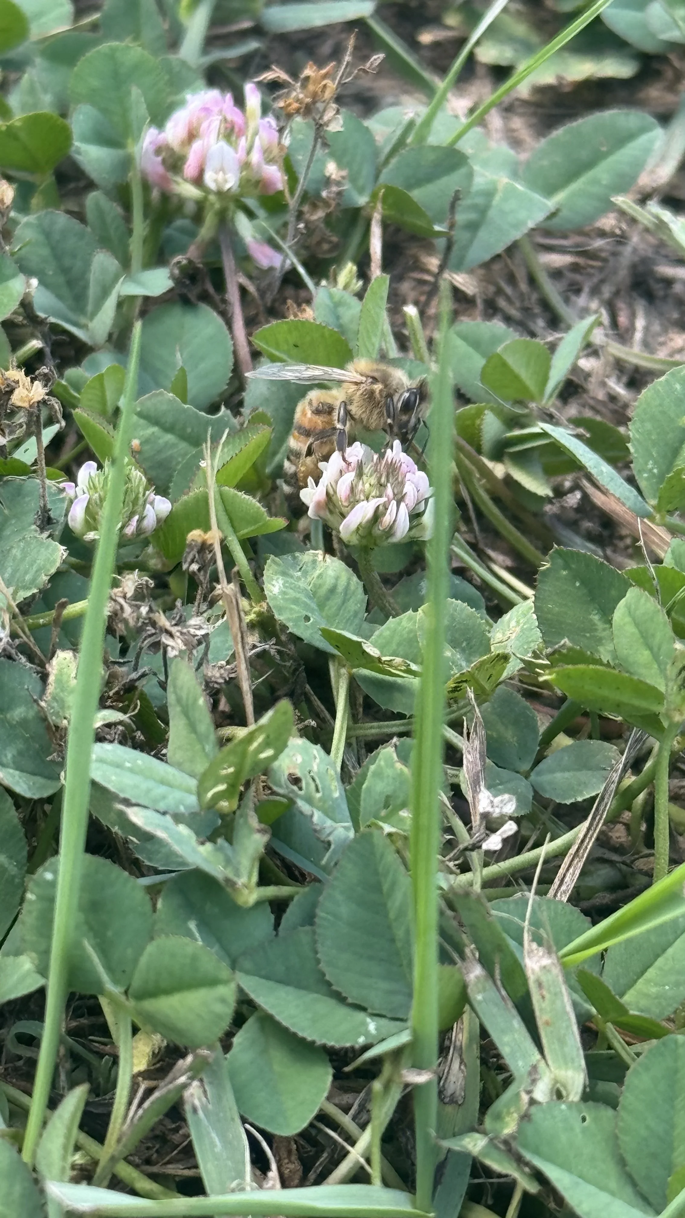 Close-up of a bee collecting nectar from a pink and white clover flower among green leaves and grass.