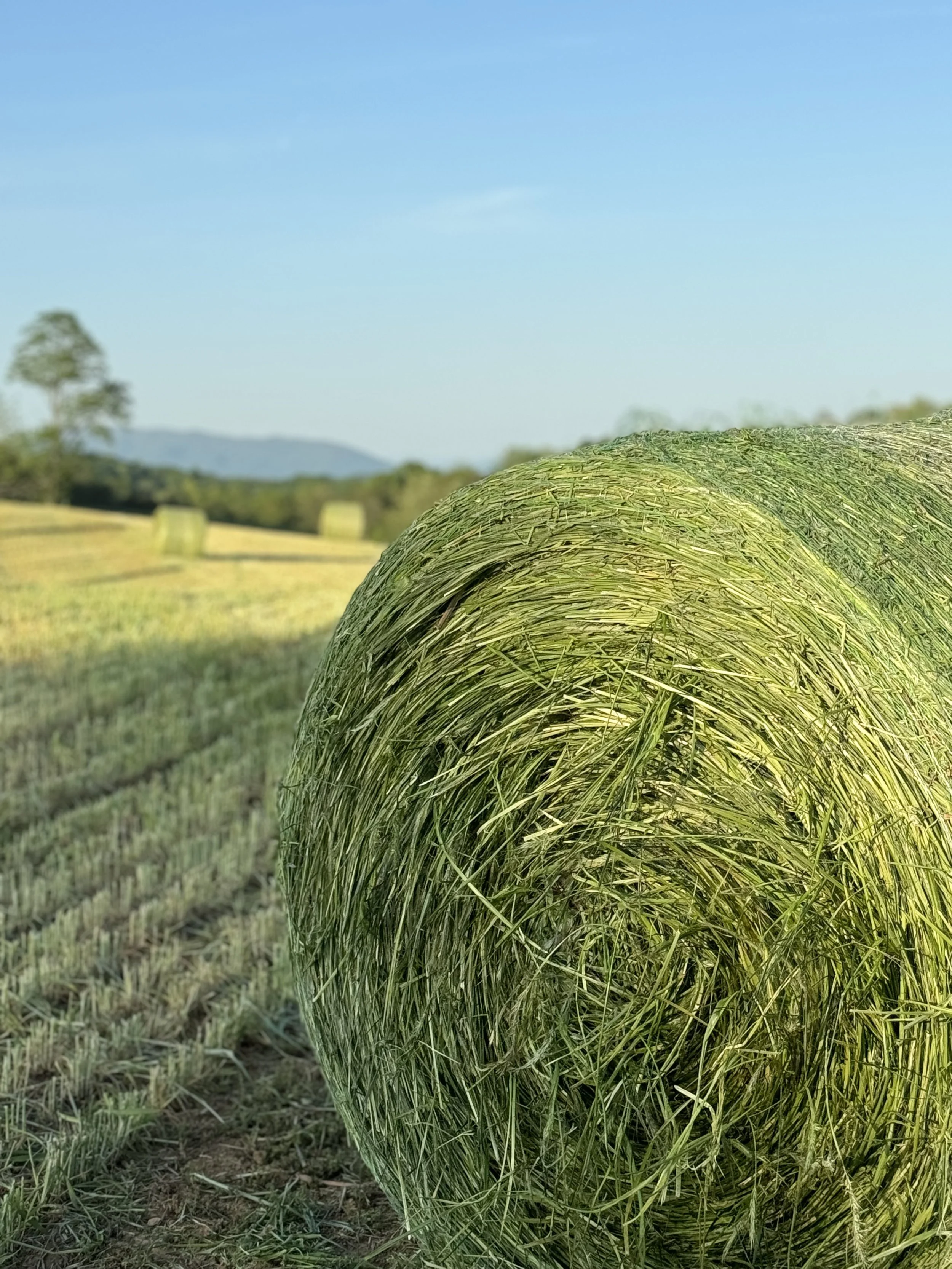 Close-up of a large rolled hay bale in a field with other hay bales in the background, under a clear blue sky.