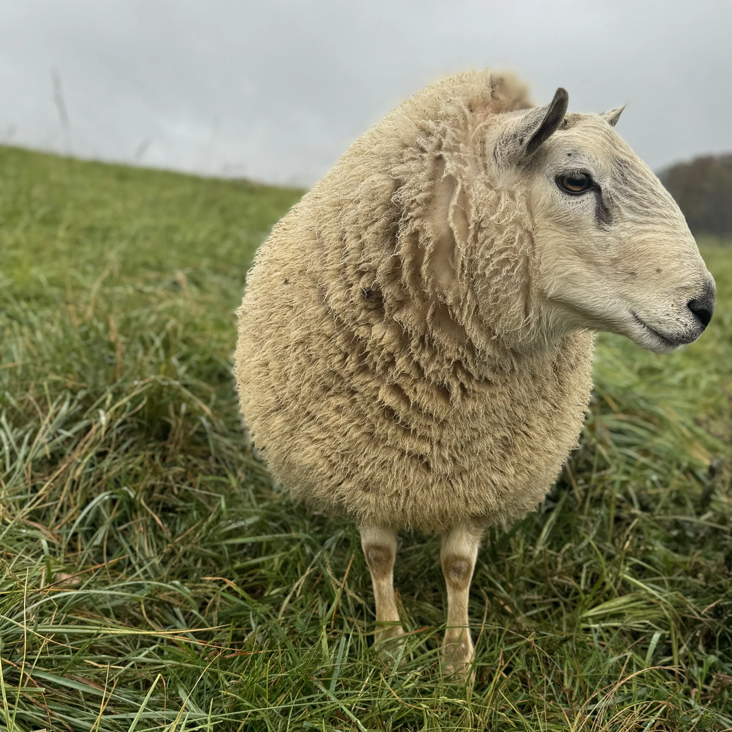 Close-up of a sheep in a grassy field with a cloudy sky in the background.