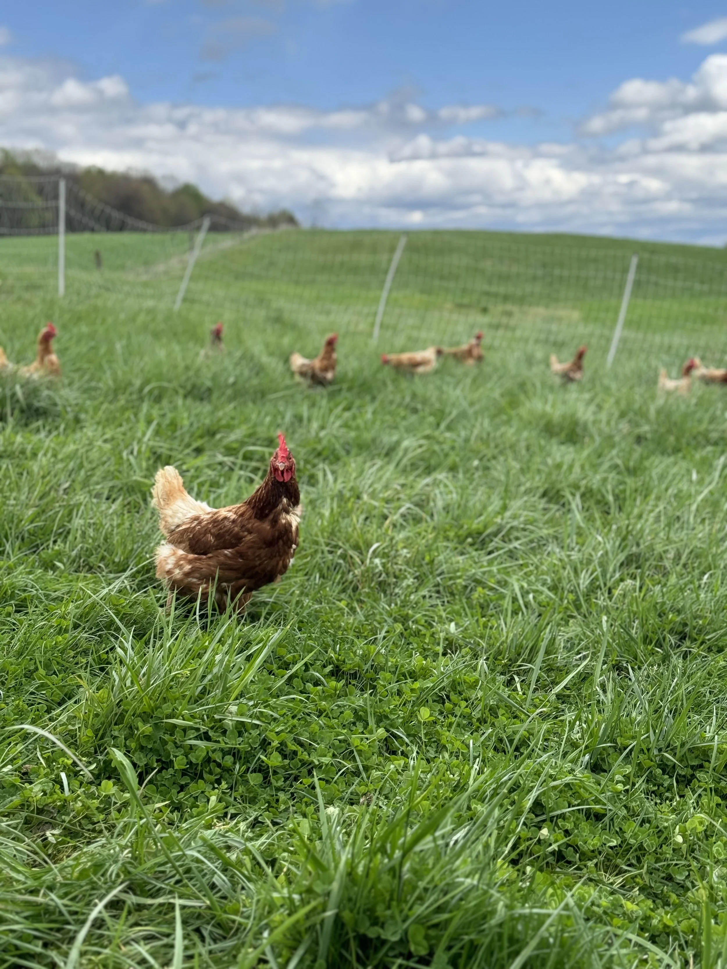 Brown chickens with red combs in a grassy field under a partly cloudy sky, fenced in with a wire fence.