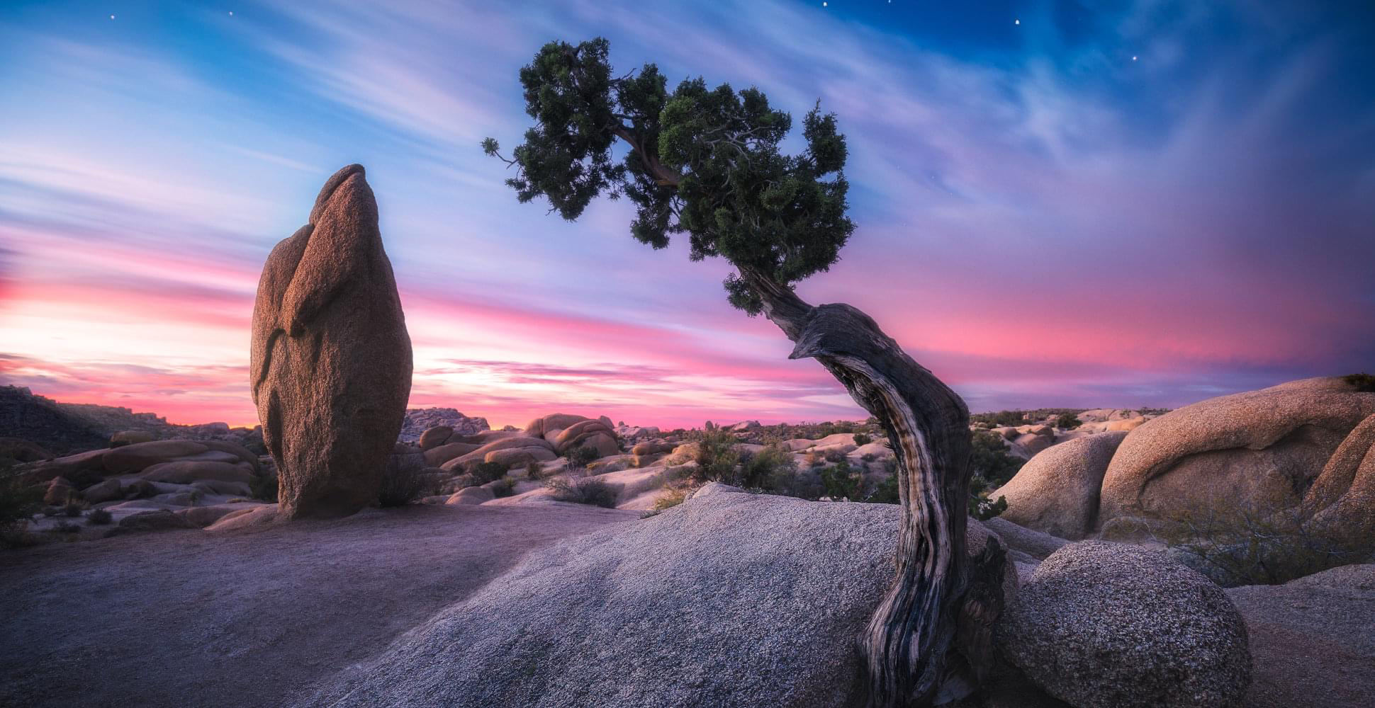 JoshuaTree_joshuaTree.png