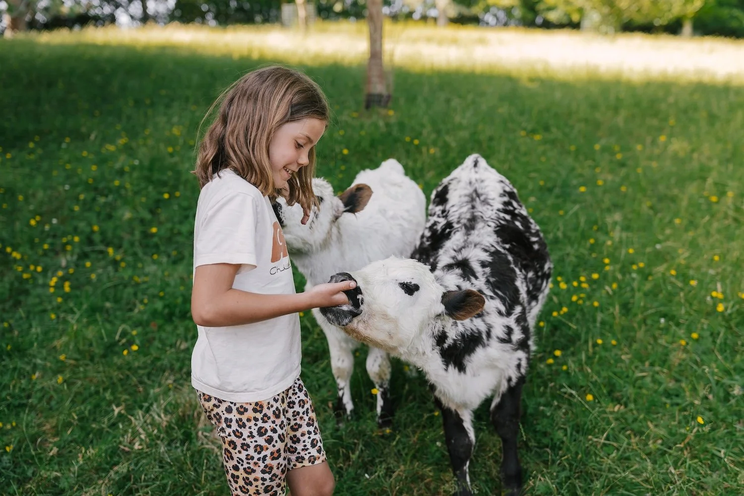 A young girl petting a Speckle Park calf on Rathmoy Estate farm tour.