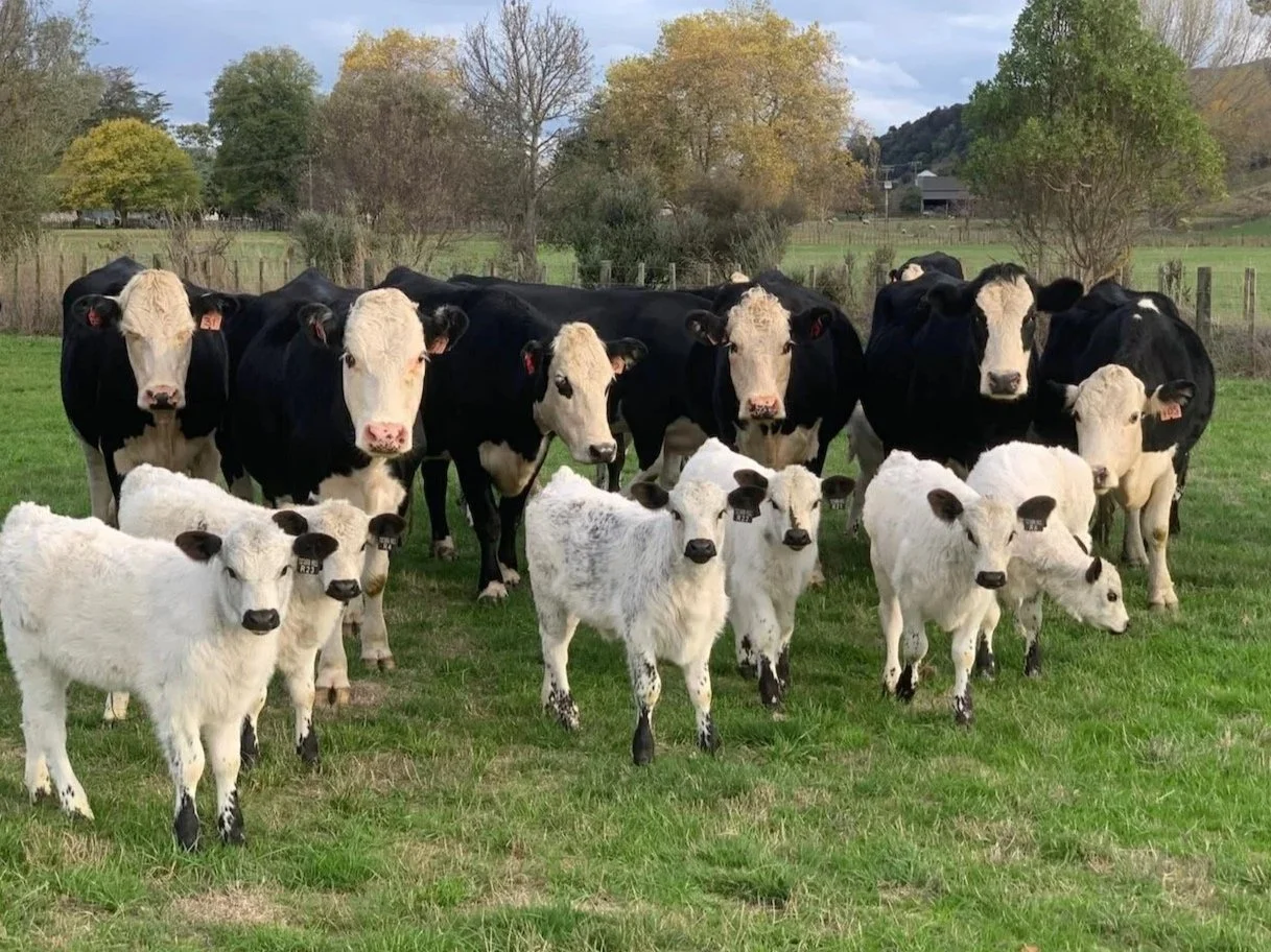 Speckle Park cattle grazing on Rathmoy Estate.
