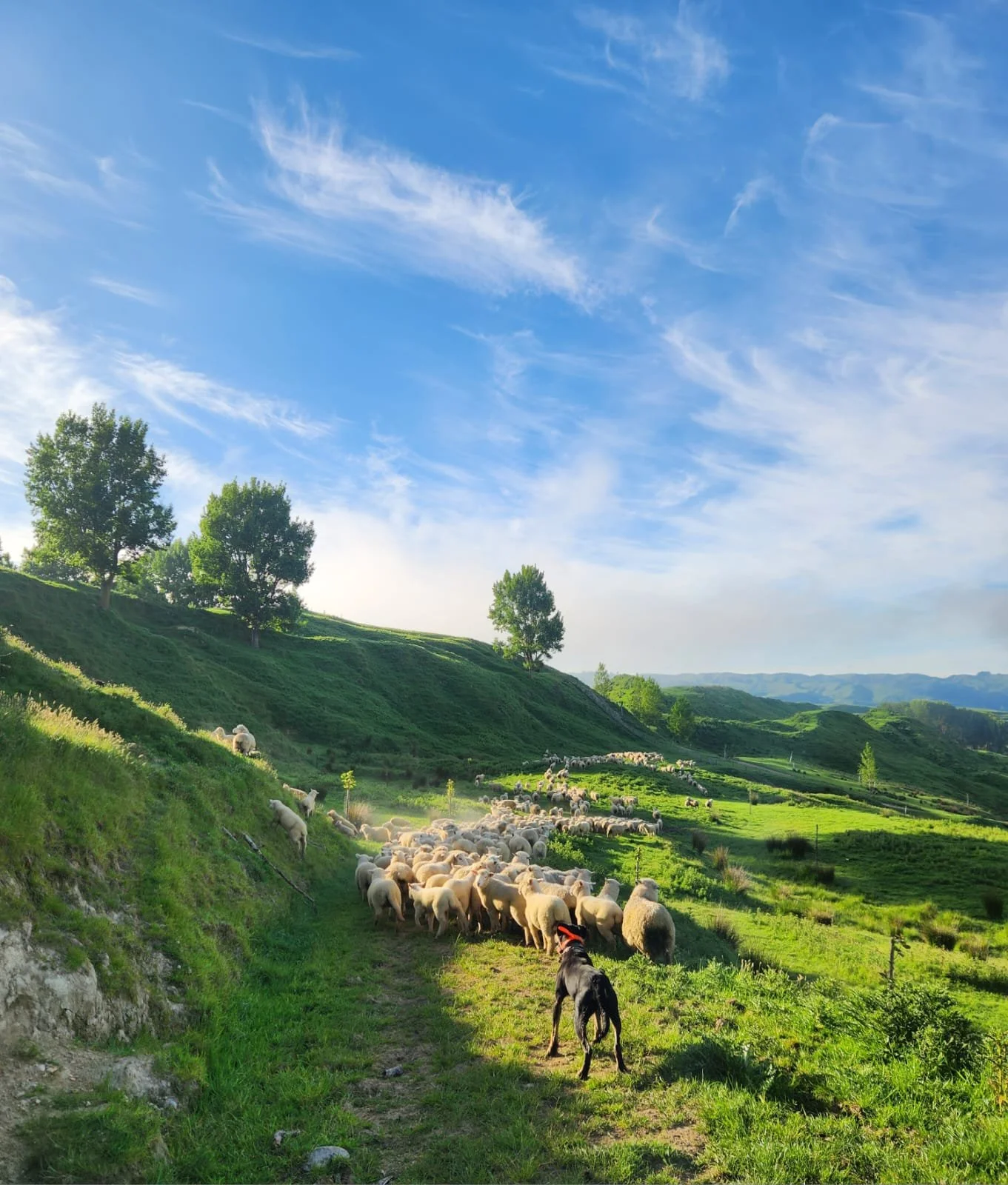 A scenic landscape with rolling green hills and trees scattered across the terrain. A flock of sheep is grazing and moving along a dirt path, accompanied by the Huntaway farm dog. The sky above is bright blue with wispy clouds.