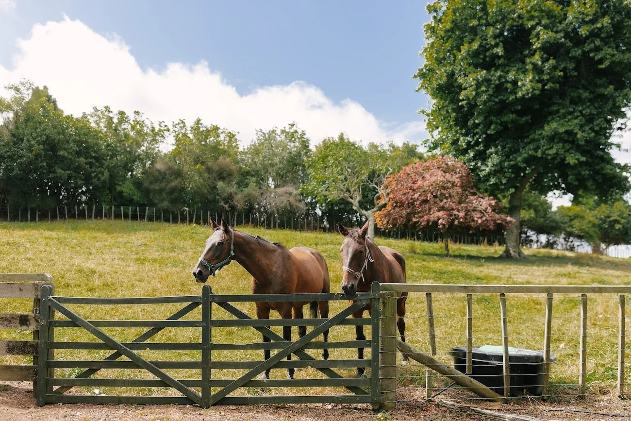 Two brown horses standing behind a wooden fence in a grassy field, with trees, including one with reddish leaves, in the background and a partly cloudy sky above.