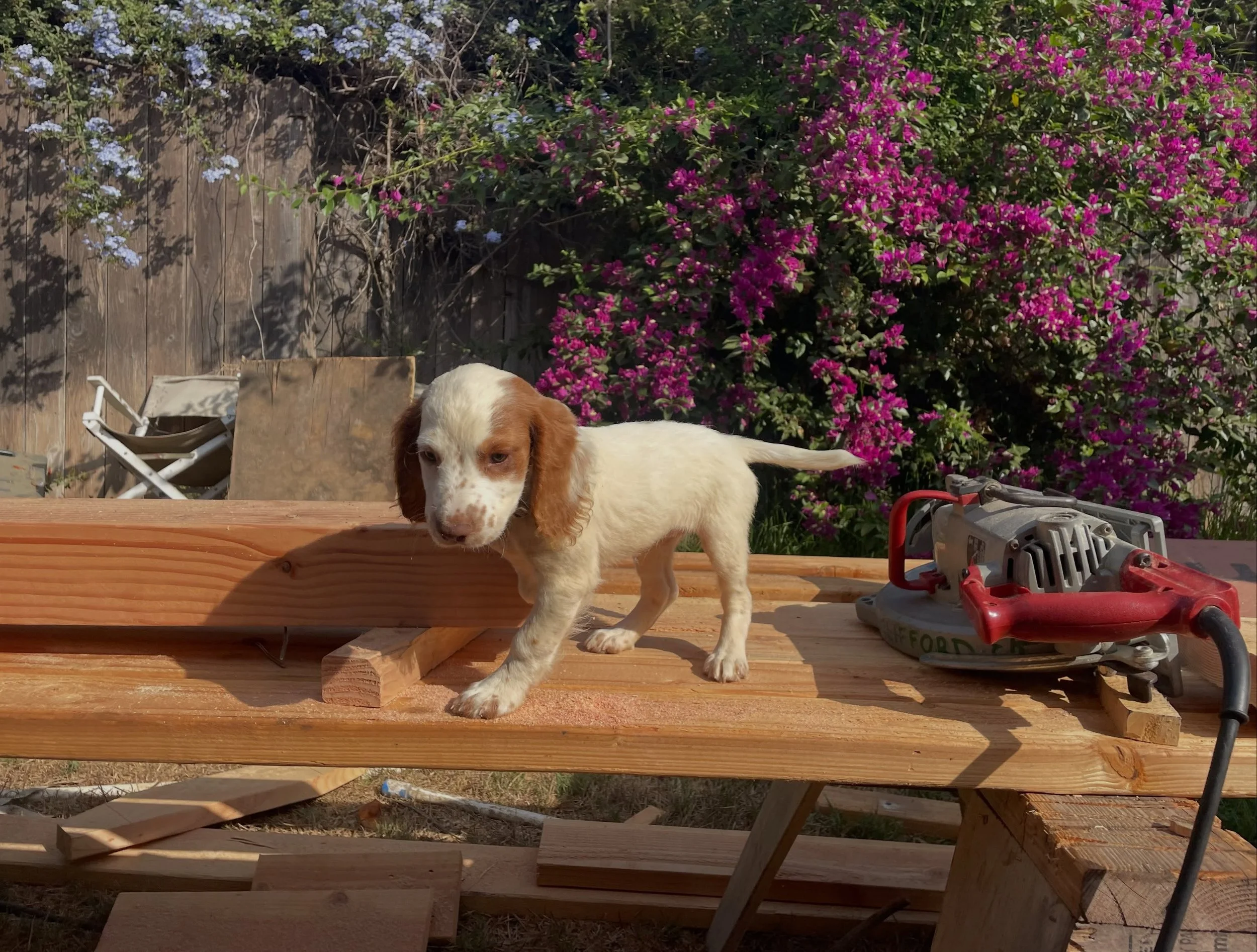 🎉 Happy Birthday to the real boss around here. 🐾

Here&rsquo;s to another year of keeping the crew smiling and reminding us that the best part of any job is the company you keep.

#ShopDog #JobSiteLife #ConstructionLife #OfficeDog#workdog