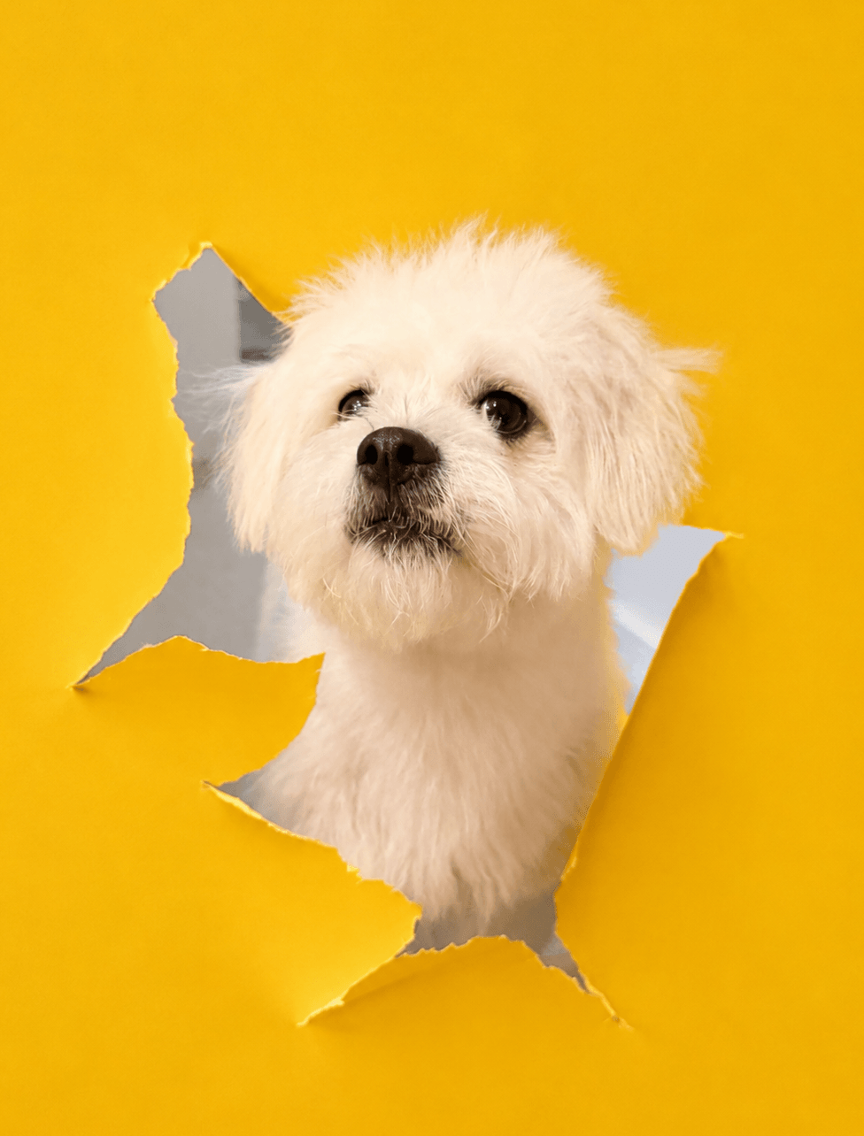 White dog with fluffy fur looking through a torn hole in a yellow surface.