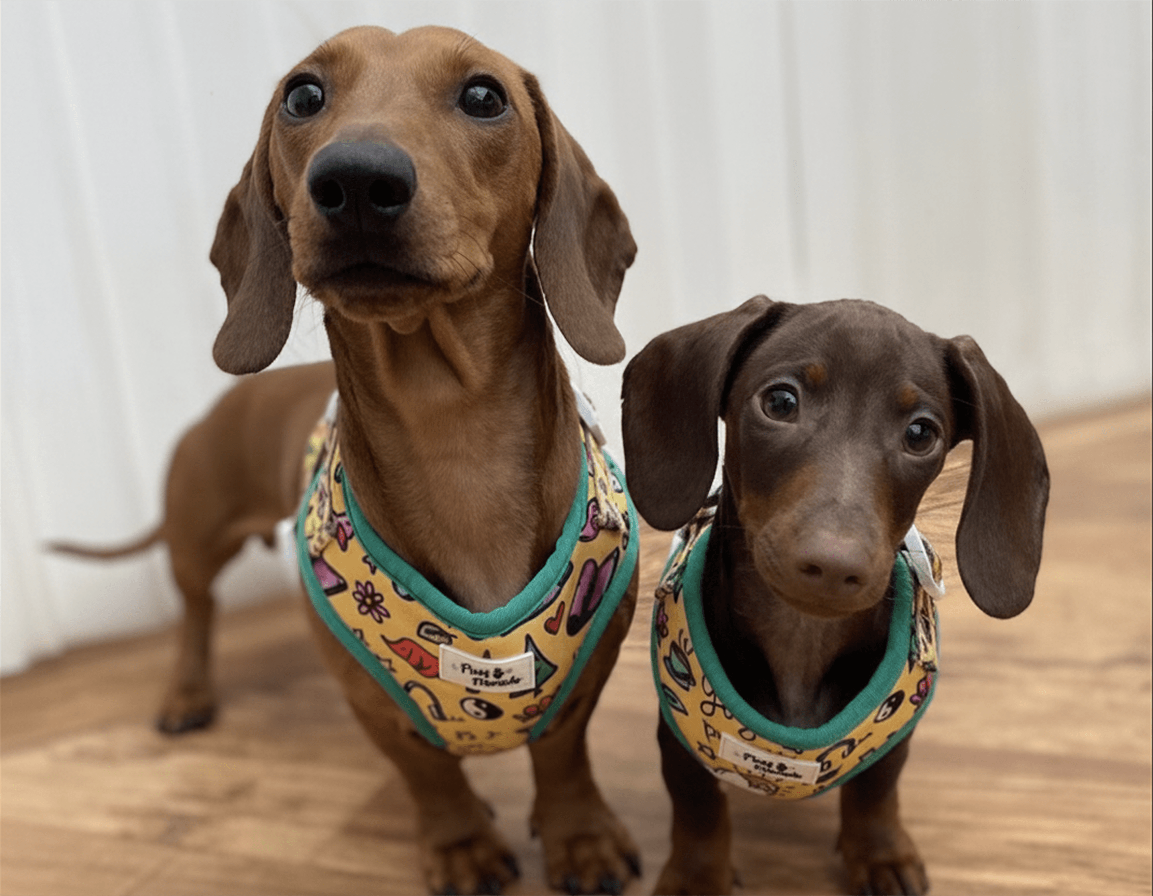 Graphic Designer for Merchandise for Dogs