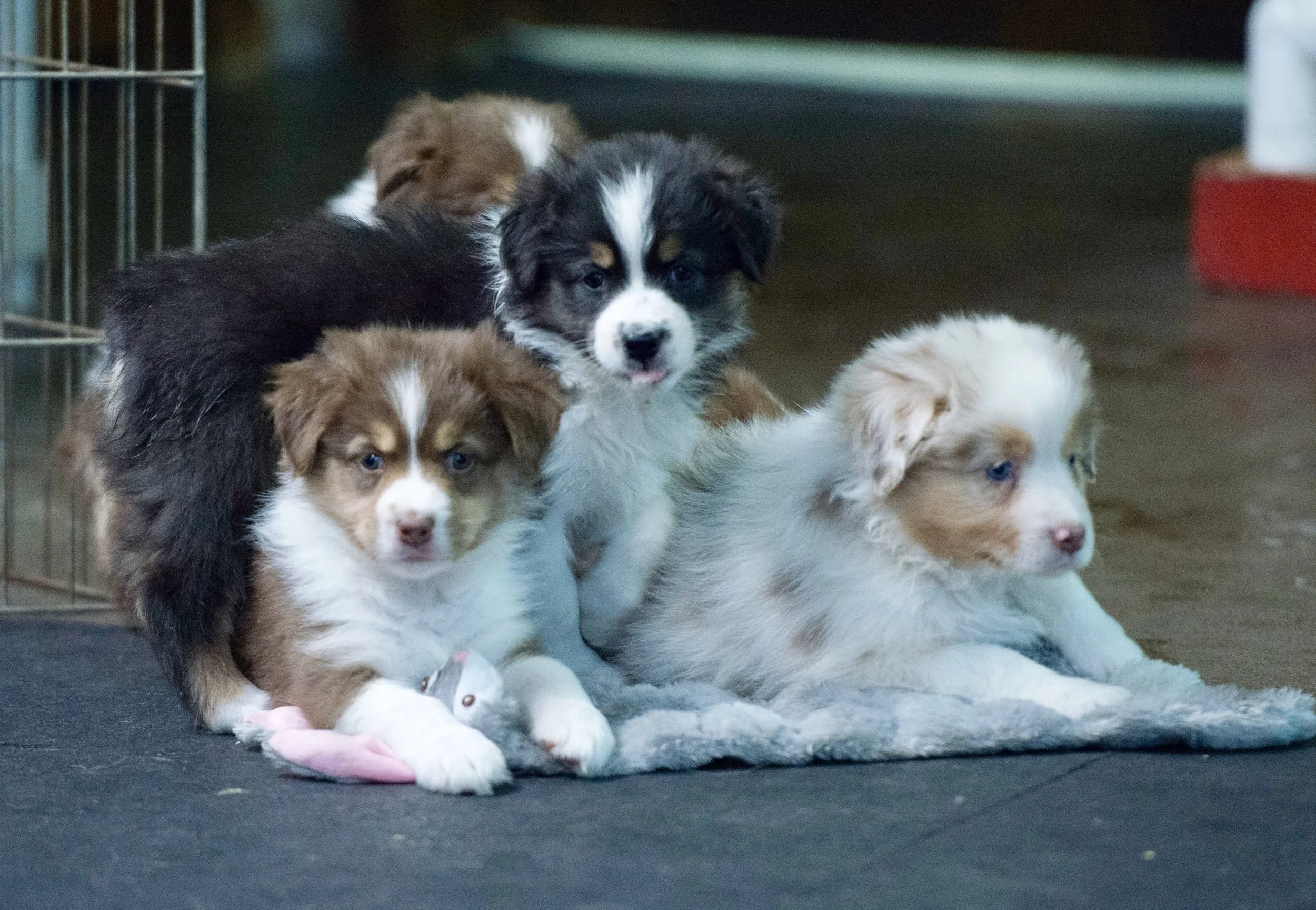 A group of five Border Collie puppies sitting on a black surface with a wire enclosure visible on the left. The puppies have various black and white and brown and white fur patterns and are looking in different directions.