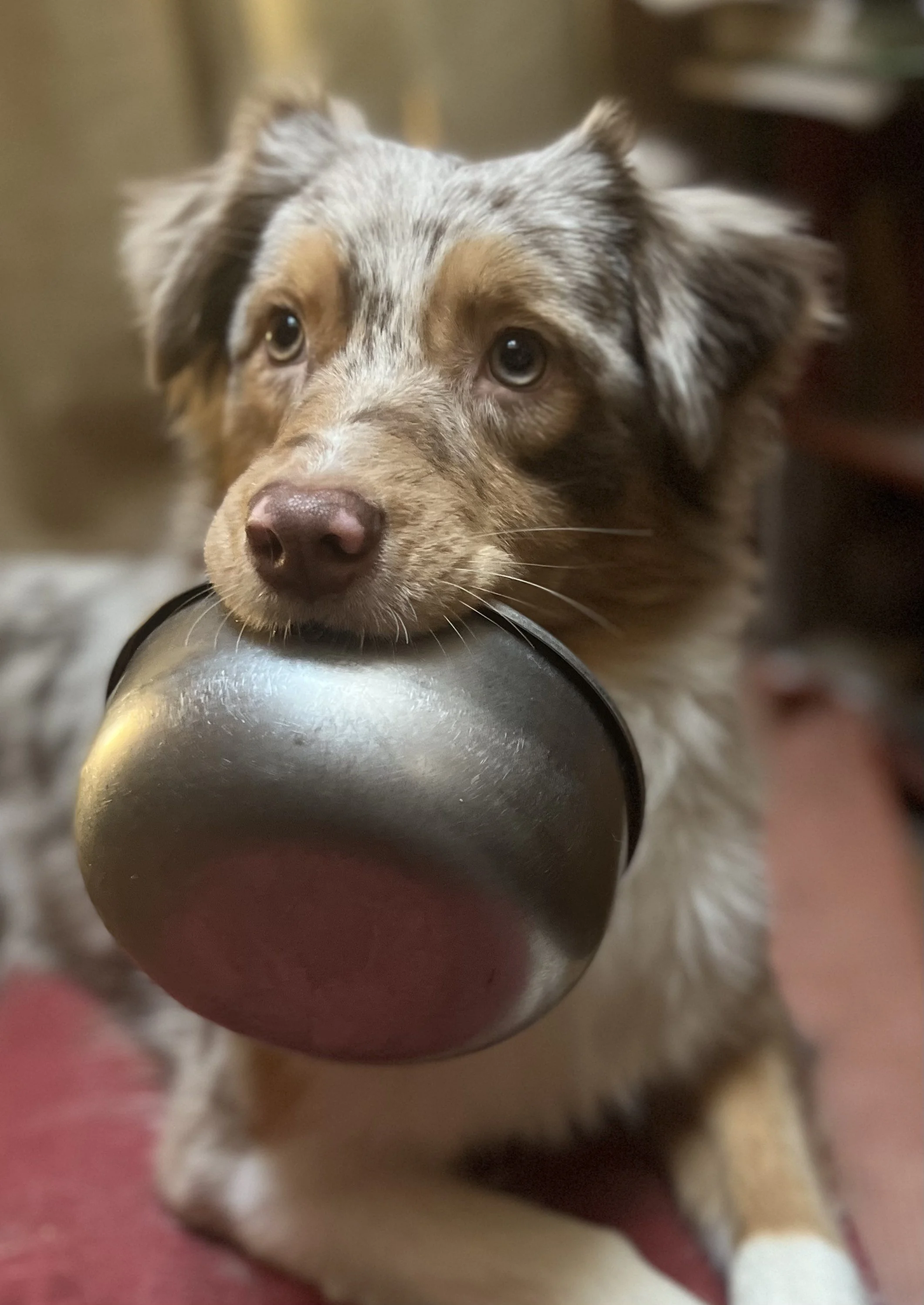 Close-up of an Australian Shepherd puppy with a merle coat pattern, lying on a pink surface, resting its head on a metallic object, possibly a water bottle, with a blurry background.