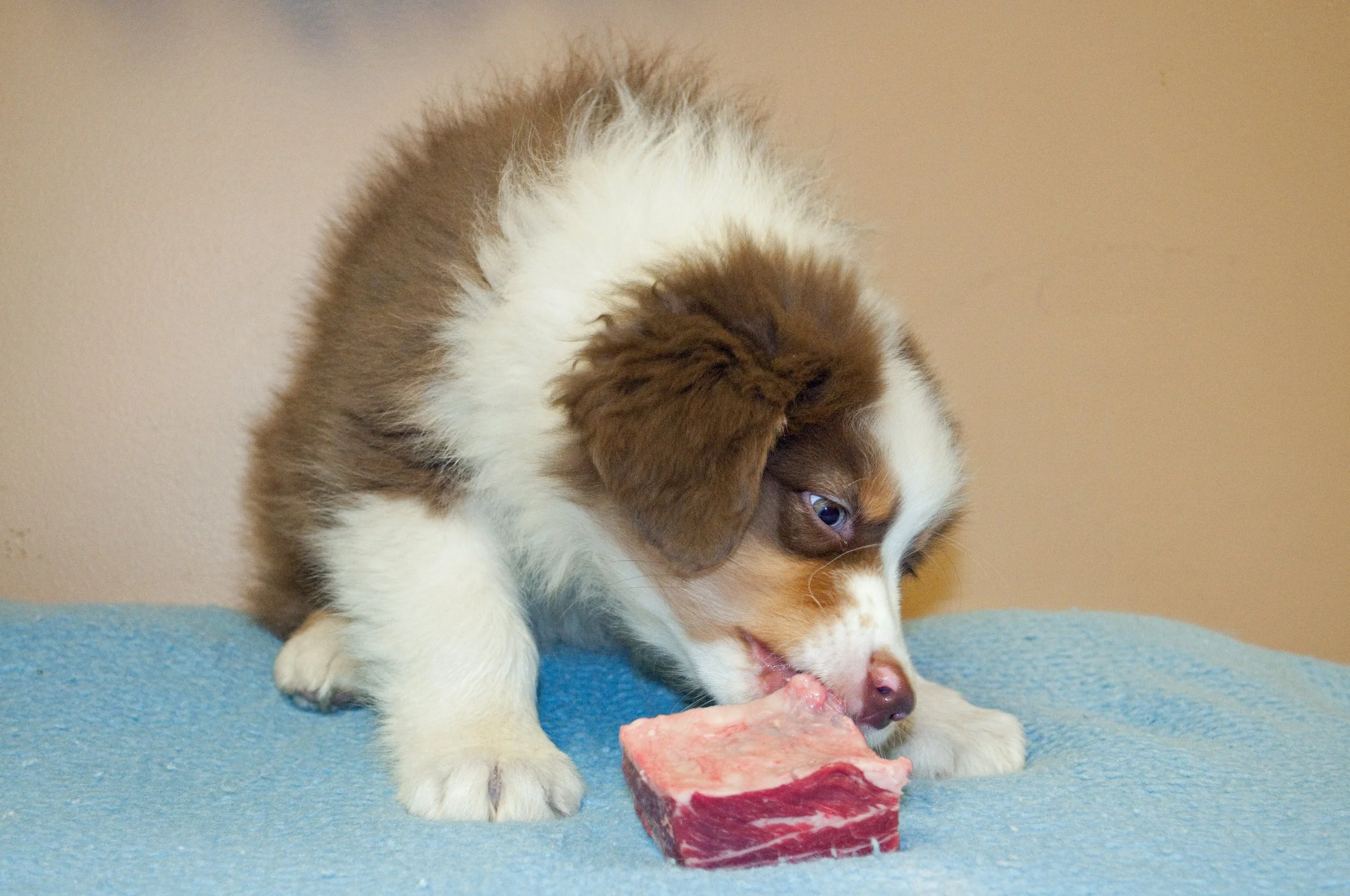 A fluffy puppy with brown and white fur chewing on a raw piece of meat on a blue surface.