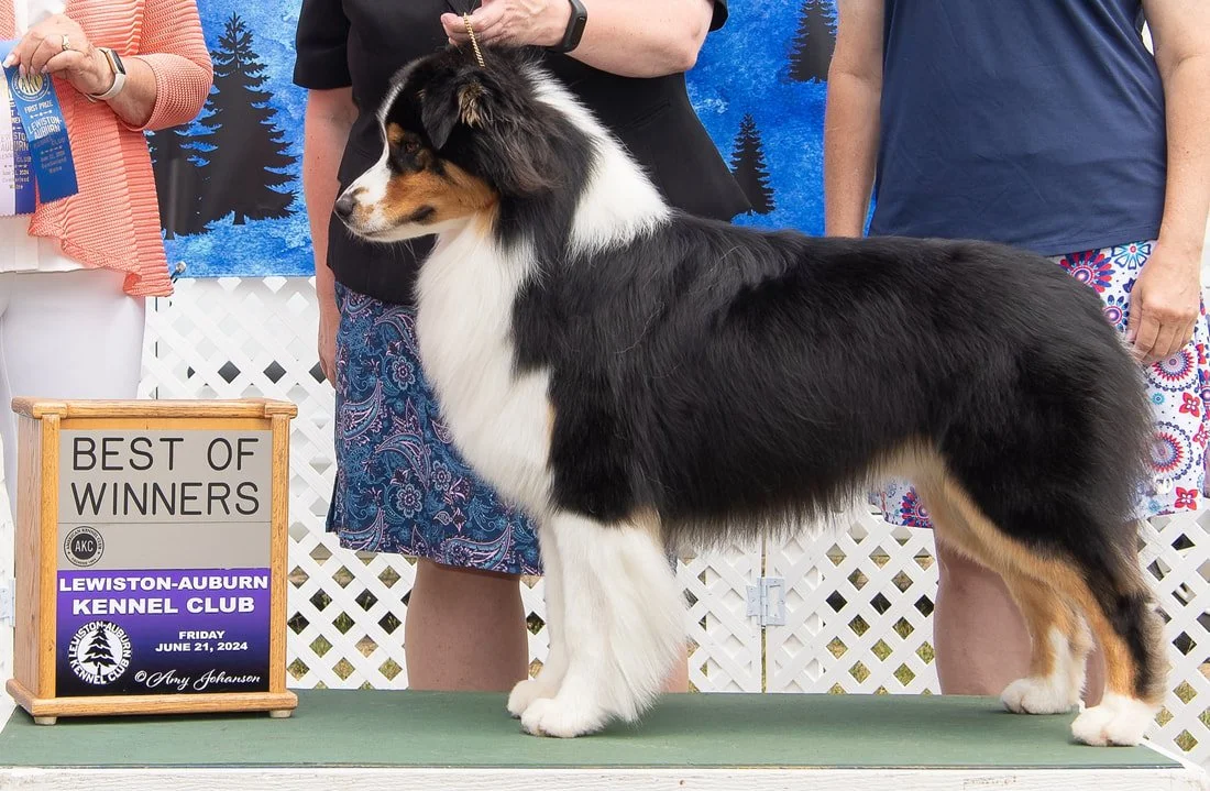 A Shetland Sheepdog standing on a table at a dog show, with people in the background and a sign that reads 'Best of Winners' from Lewiston-Auburn Kennel Club, June 21, 2024.