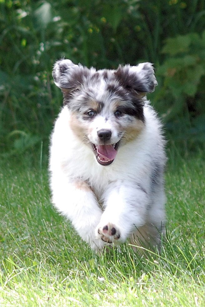 A happy Australian Shepherd puppy running in a grassy yard.