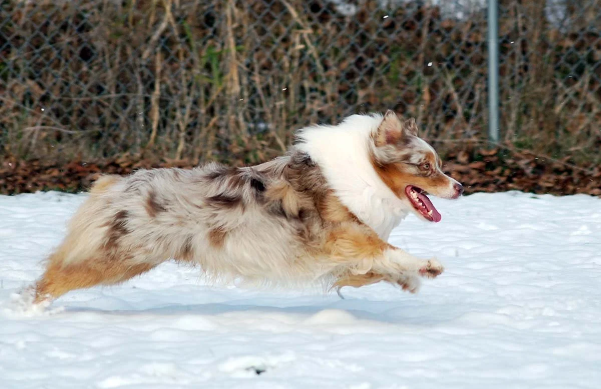 An Australian Shepherd dog running in the snow outdoors.