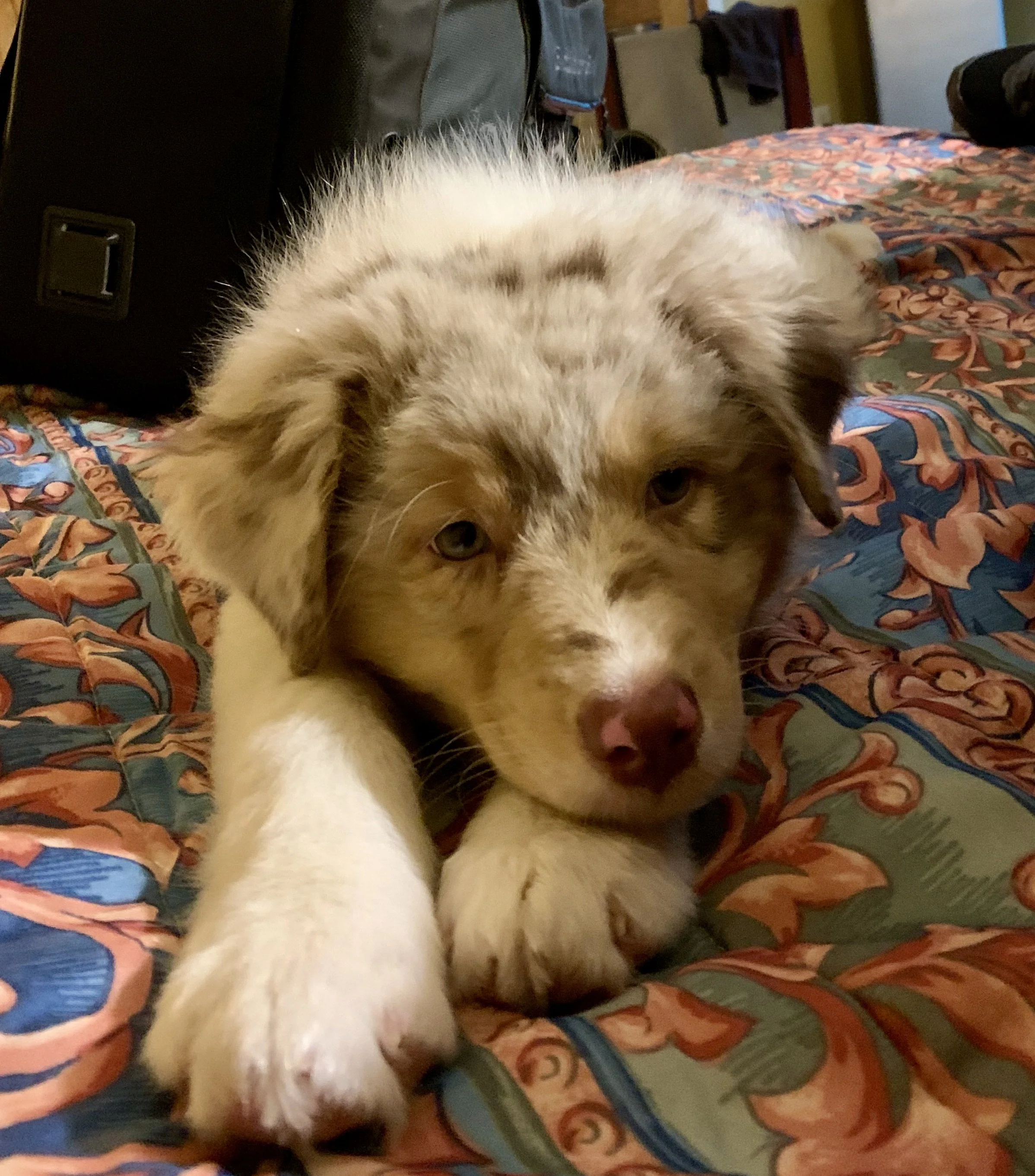 Close-up of a fluffy dog lying on a colorful, patterned fabric surface.