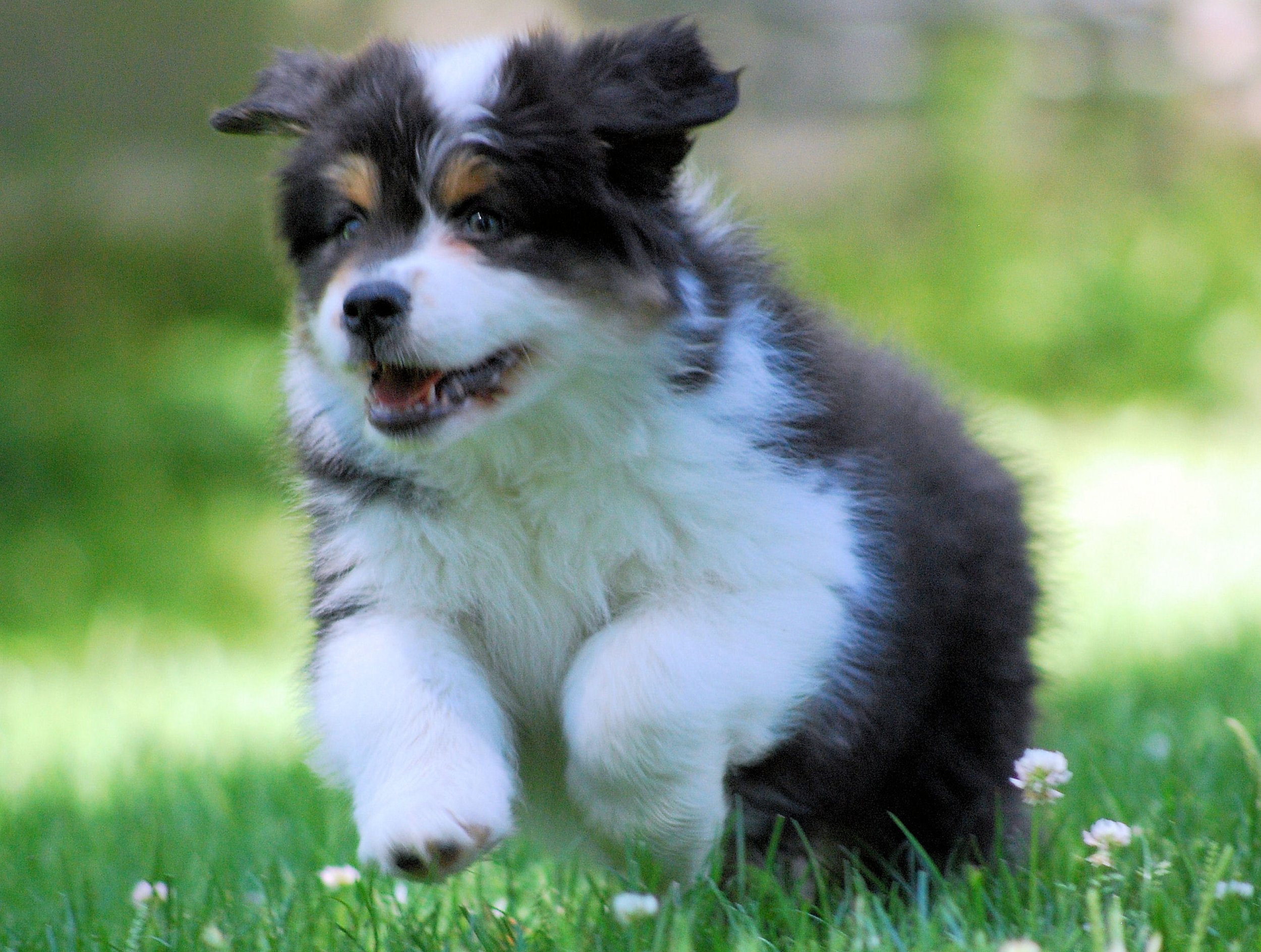 A young black and white puppy running on a grassy field with white flowers, sunlight, and blurred green background.