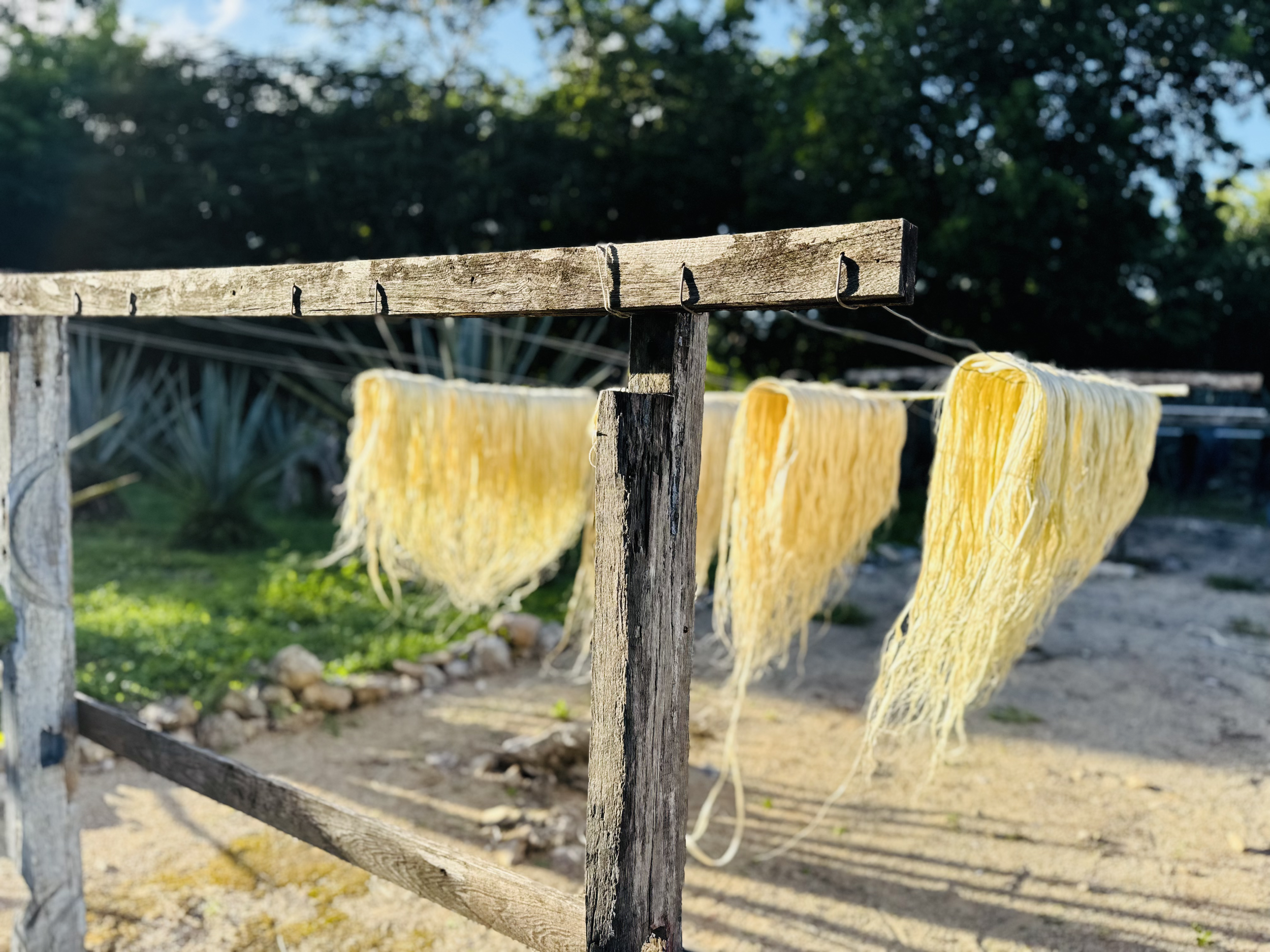 yellow fabric hanging on a wooden fence in a sunny outdoor setting with trees in Mexico 