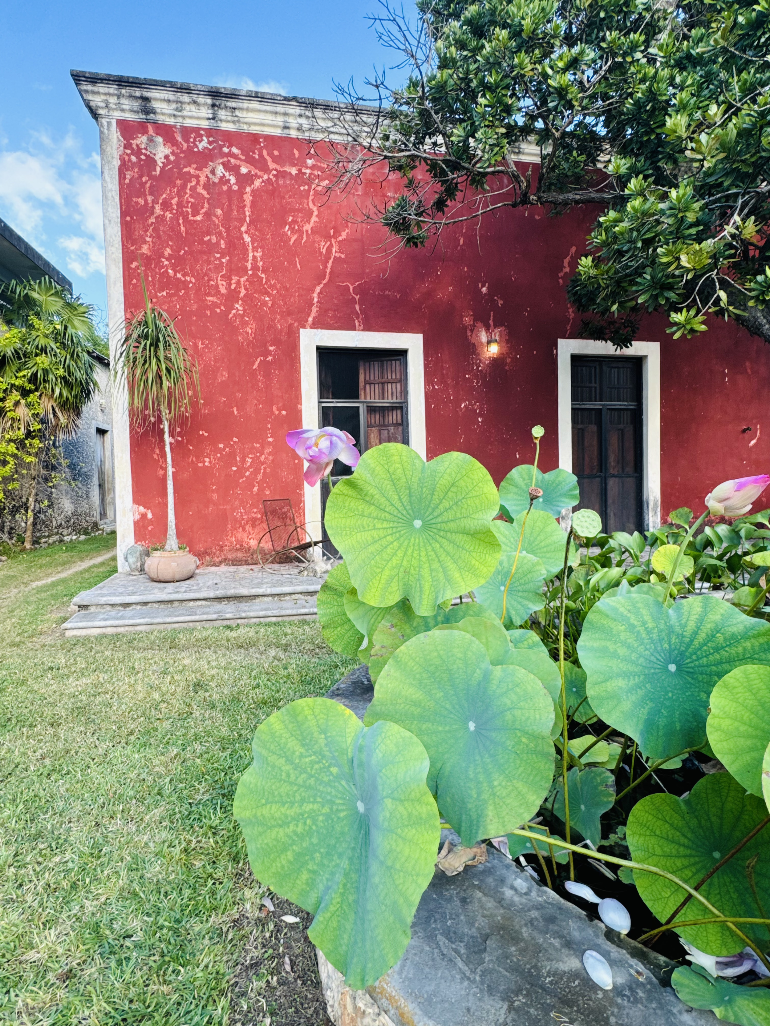 A red building with two windows and a wall-mounted light, surrounded by green plants including large lotus leaves and a tree with dark green leaves, under a blue sky with some clouds.