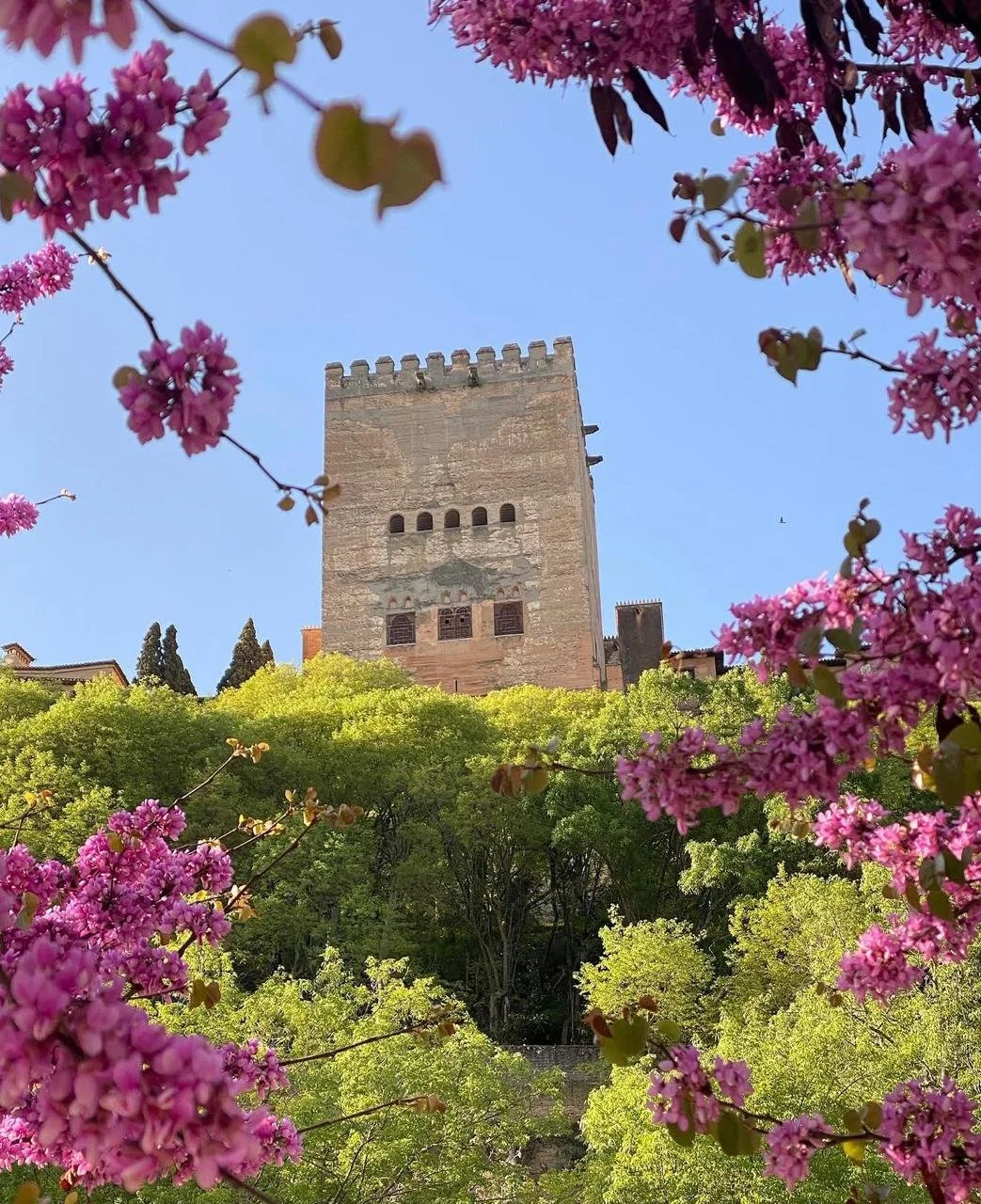 A tall, historic stone tower surrounded by lush green trees and pink flowering blossoms in the foreground, under a clear blue sky.