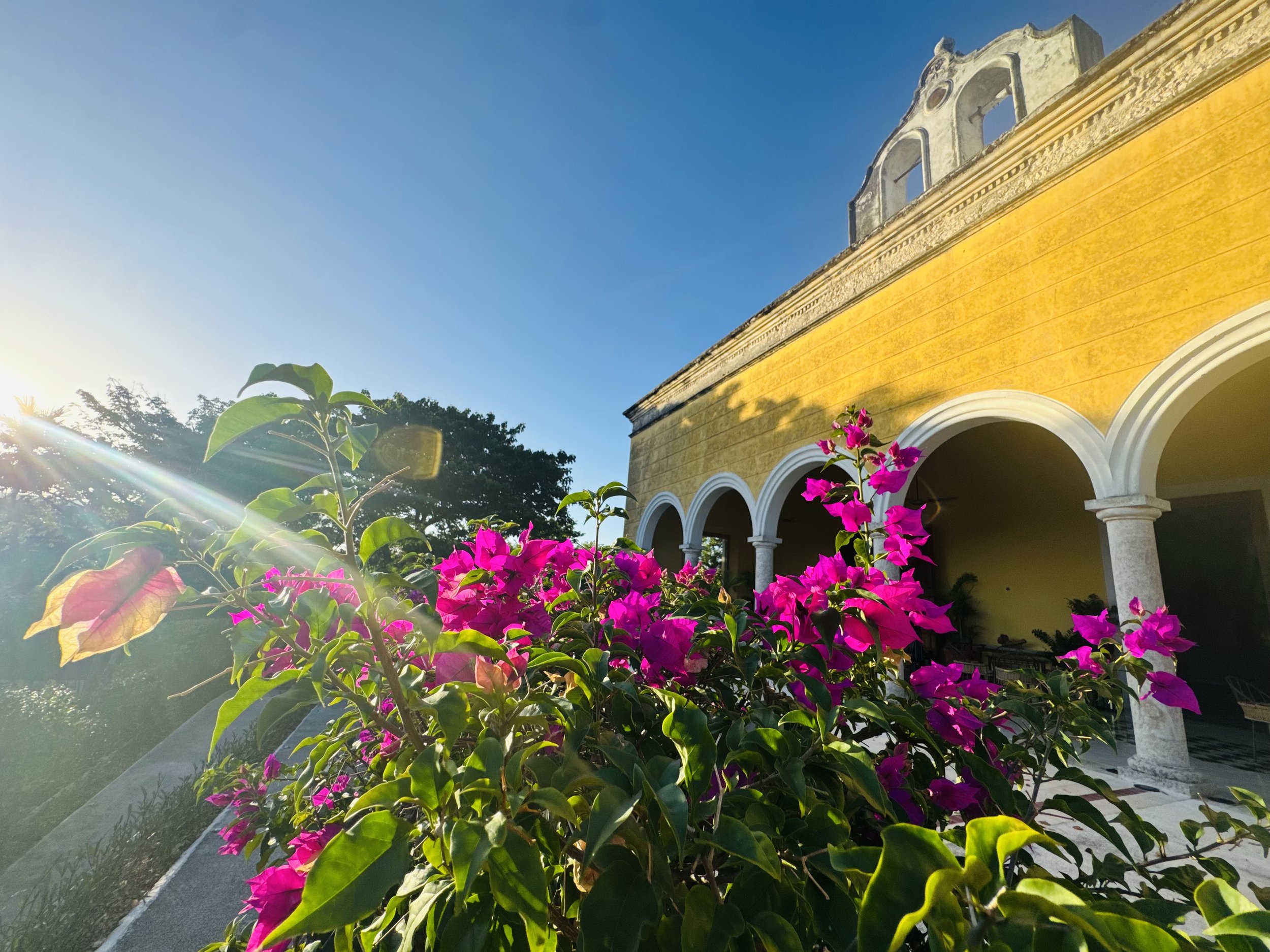 Bright pink flowers grow in front of a colonial-style yellow building with white arches. The sun is shining, creating lens flare, and there are trees in the background, under a clear blue sky.