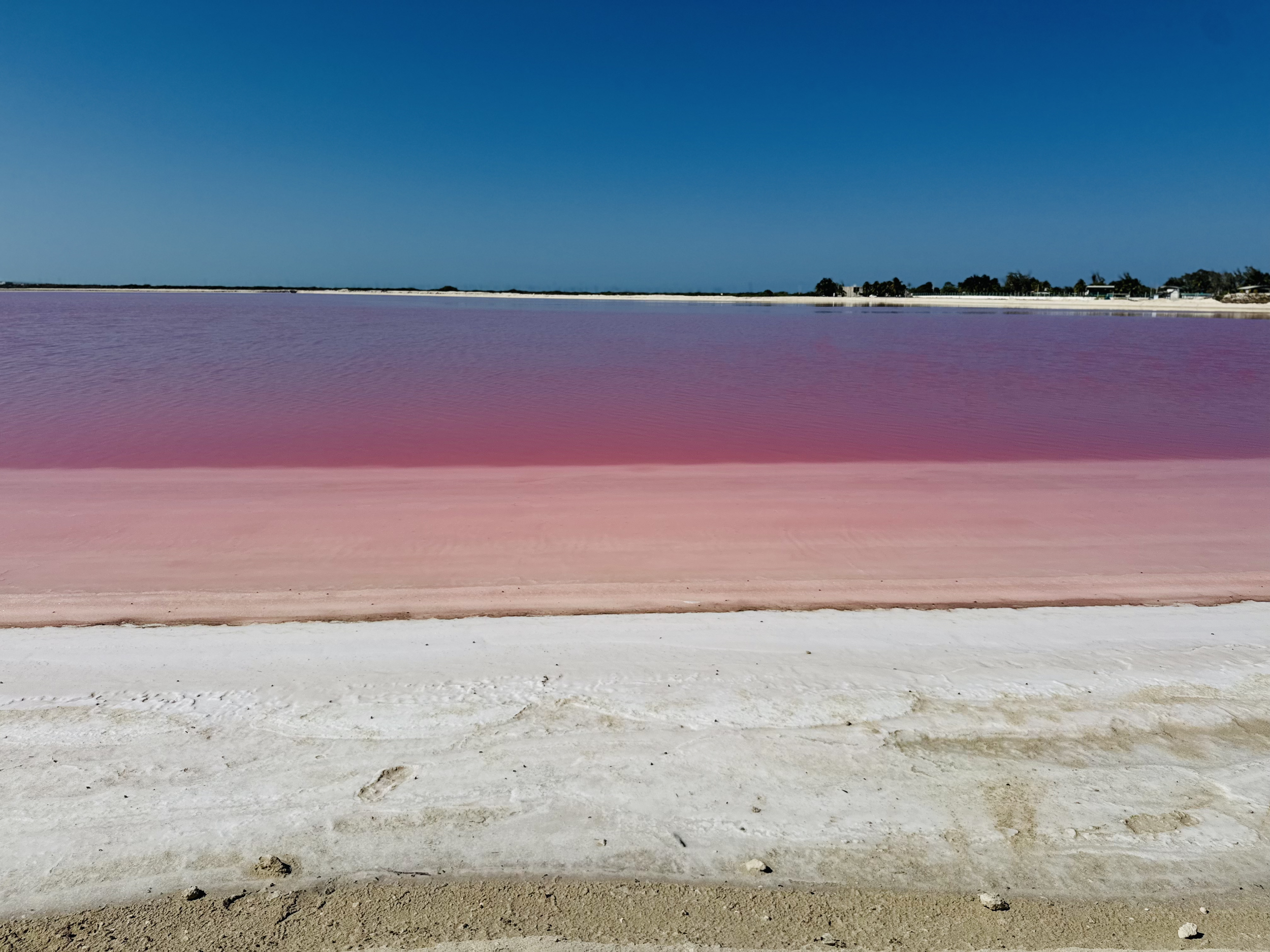 A scene of a salt lake or salt flats with a pinkish hue under a clear blue sky, with a line of trees and buildings in the distance.