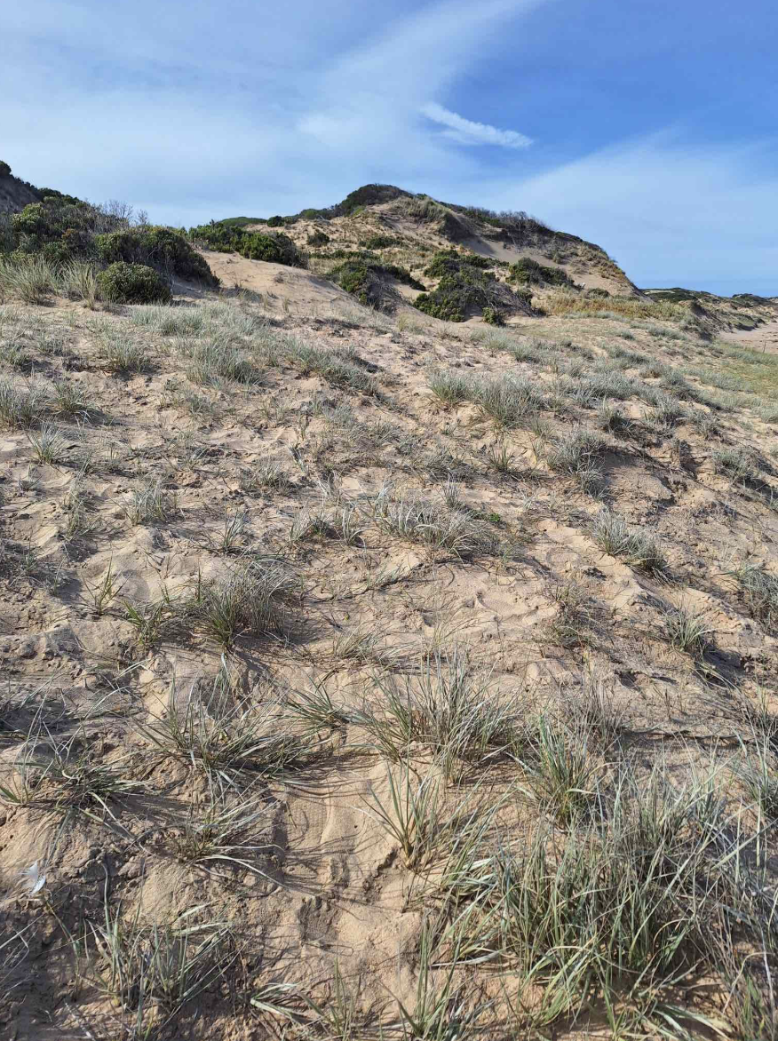 Sandy desert landscape with sparse grass and bushes, hill with more vegetation in the background, blue sky with some clouds.