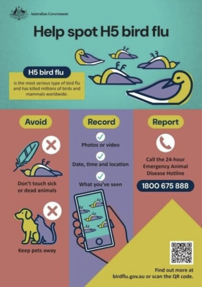 Bird Flu is now in Australia