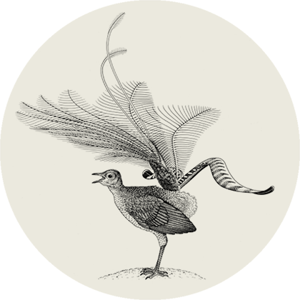 A vintage illustration of a bird with a large, elaborate feathered headdress, standing on a small patch of ground.