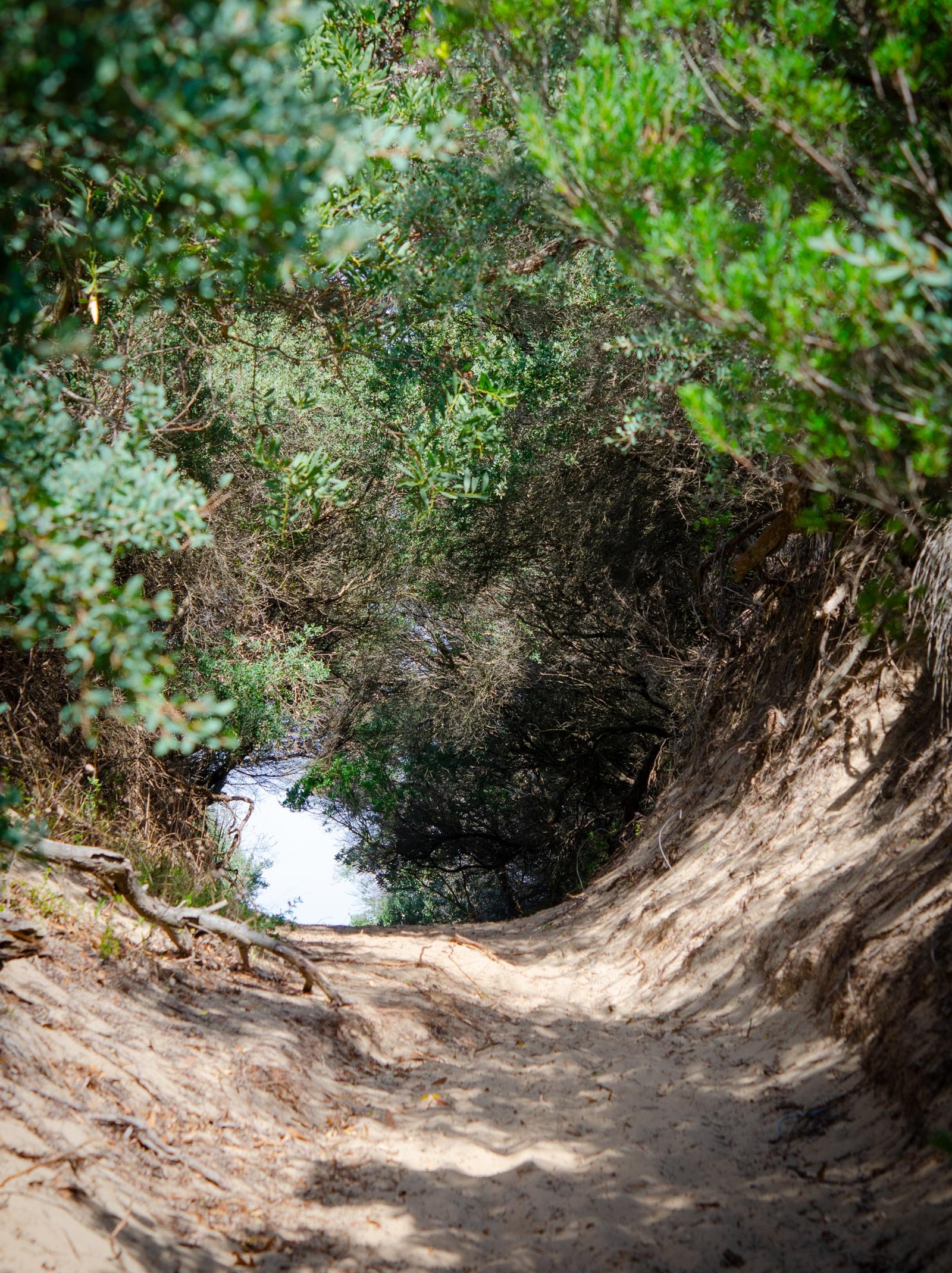 The track to Cape Paterson second surf, surrounded by dense green bushes and trees, with sunlight filtering through the vegetation.