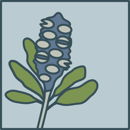 Illustration of a a banksia cone and leaves