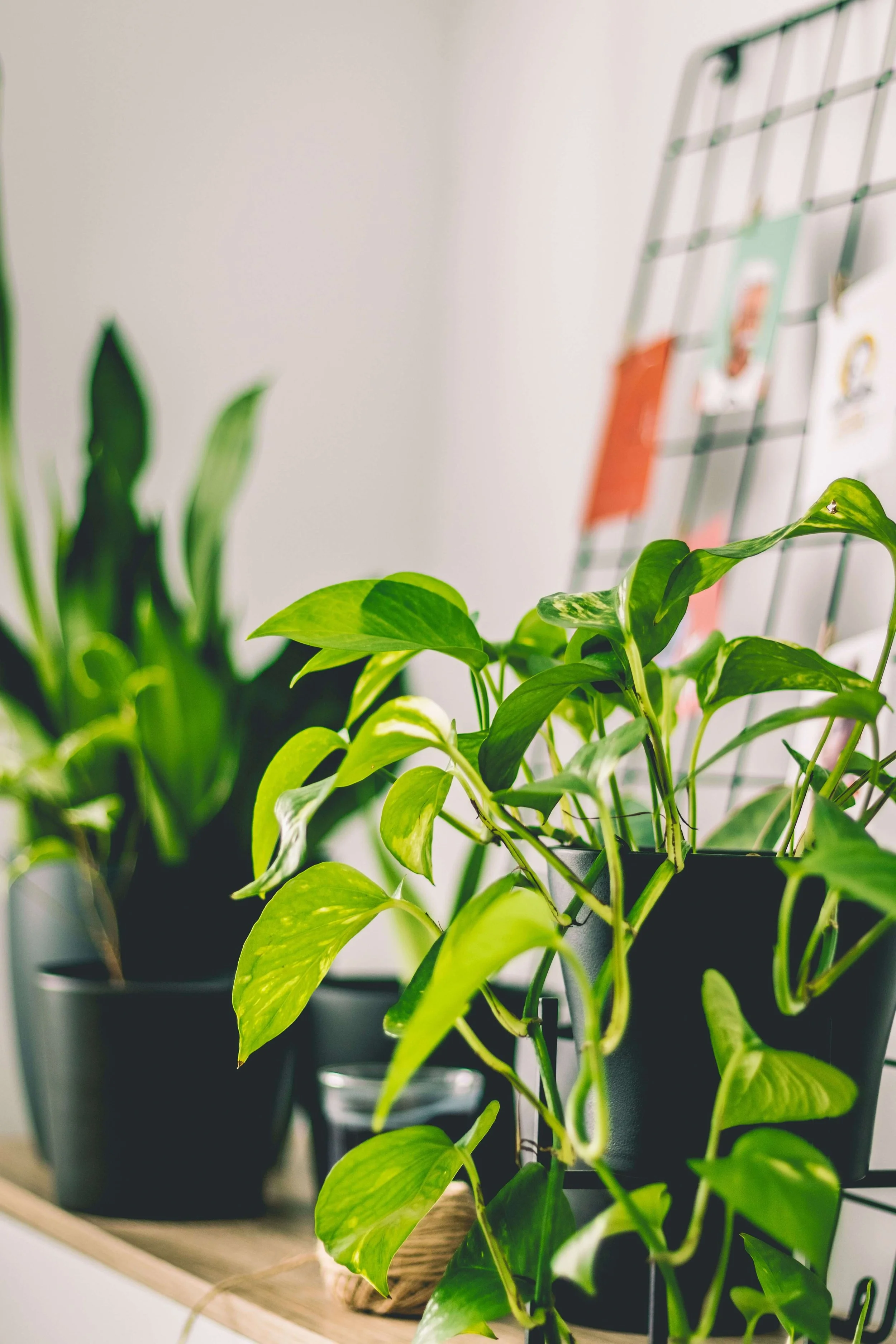 Thriving potted plants on a shelf, symbolizing a business that has grown past its original setup