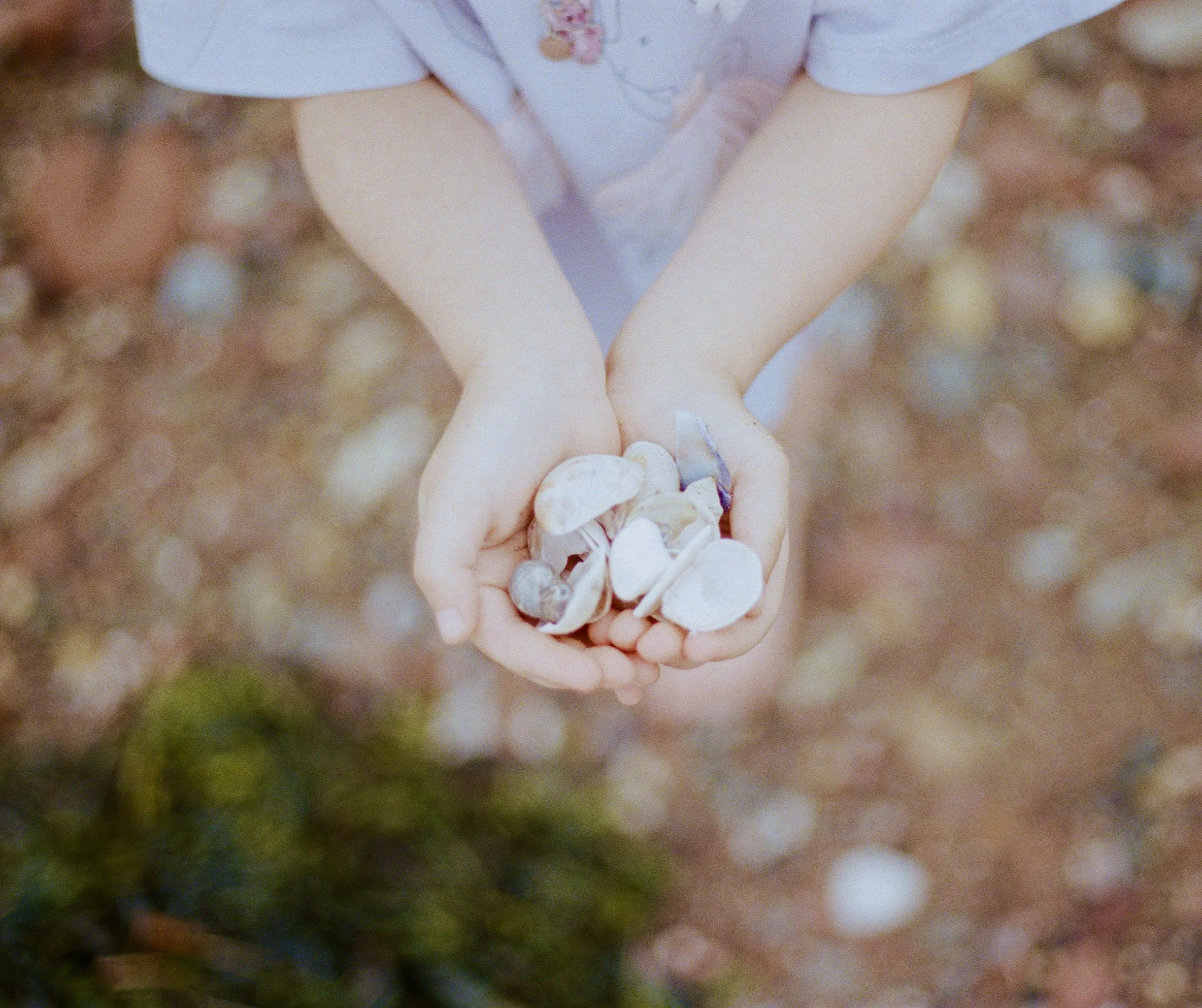 Close-up of a person's hand holding white and pink petals with others blurred in the background.