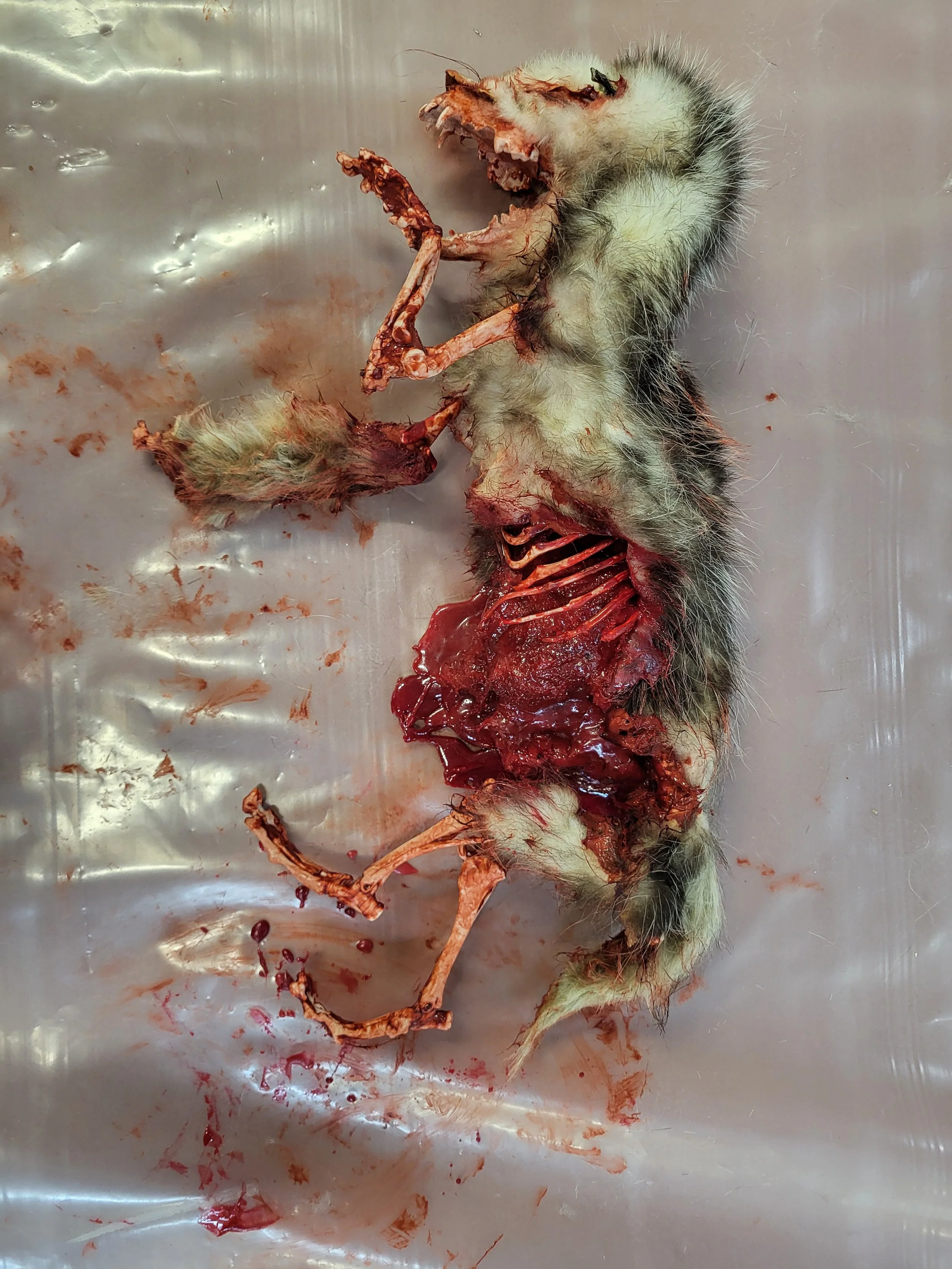 Road killed animal guts skeleton pelt movie prop haunted house prop movie prop dead animal witte artistry sfx mua madison wisconsin