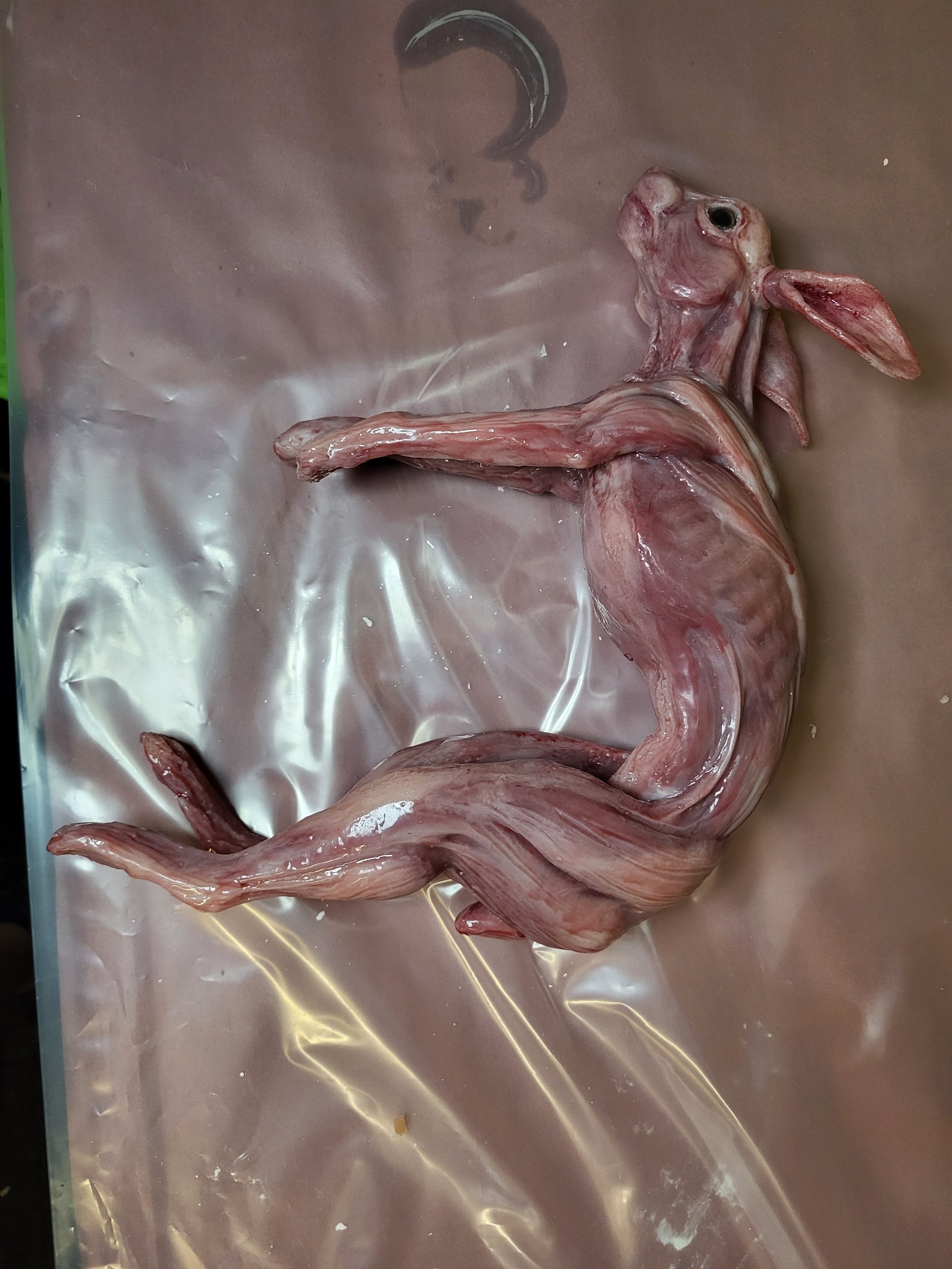 poseable skinned silicone rabbit silicone wire rabbit bunny witte artistry sfx mua