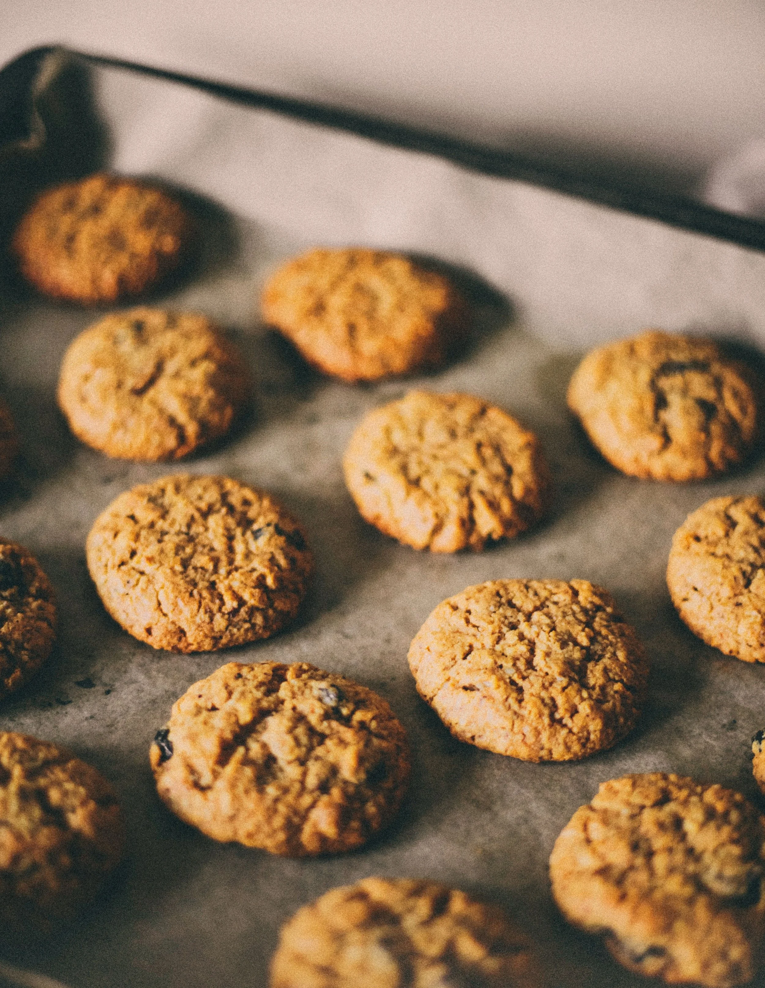 Freshly baked oatmeal cookies arranged in rows on a baking sheet