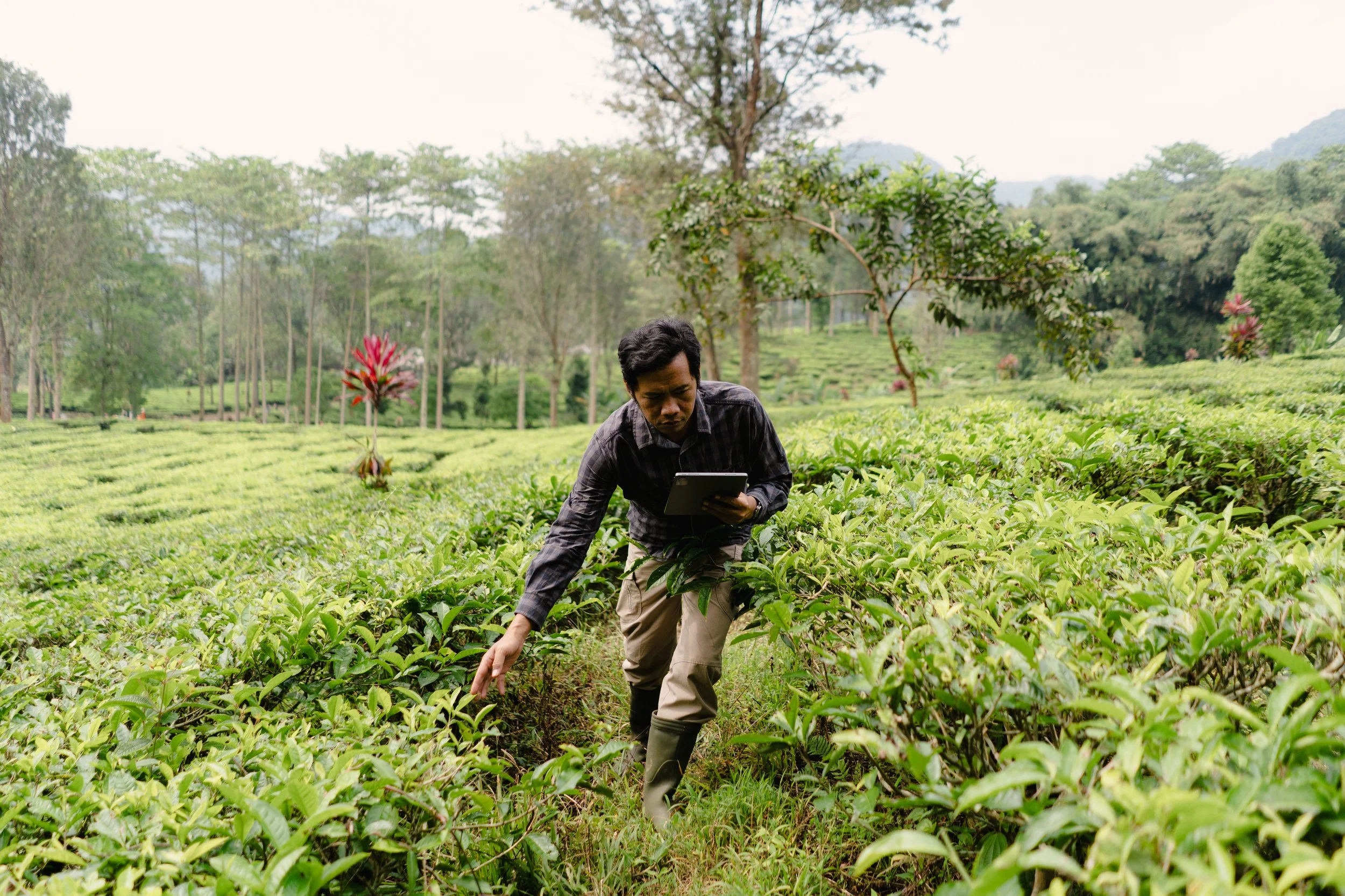 Image of A smallholder farmer in indonesia using agtech to tend to tea plants in a lush green tea plantation