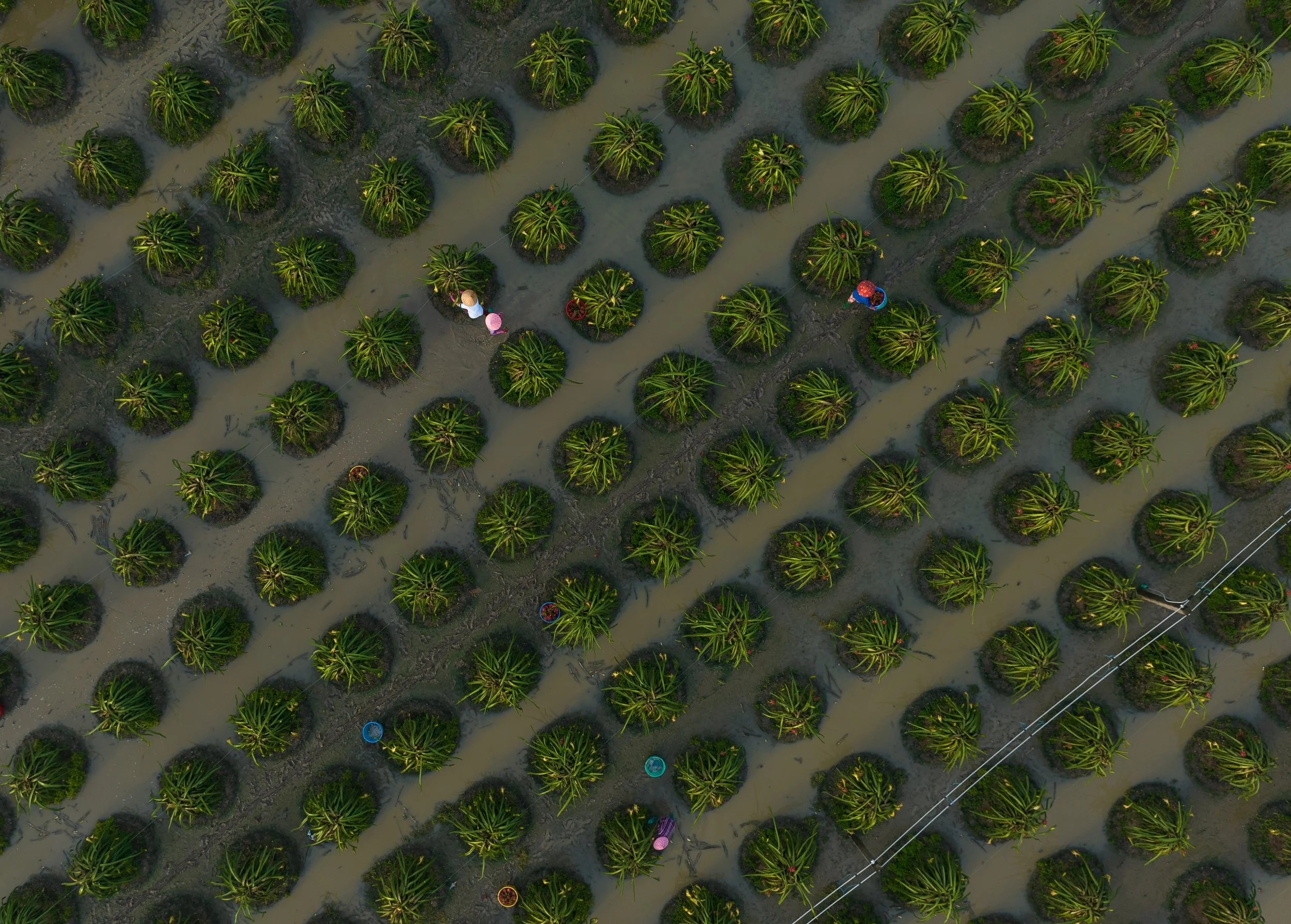 Aerial view of a rice paddy with row after row of rice plants on small mounds, separated by flooded water channels, with a few farm workers using digital agtech from Monsoon Ventures in colorful clothing working among the plants.