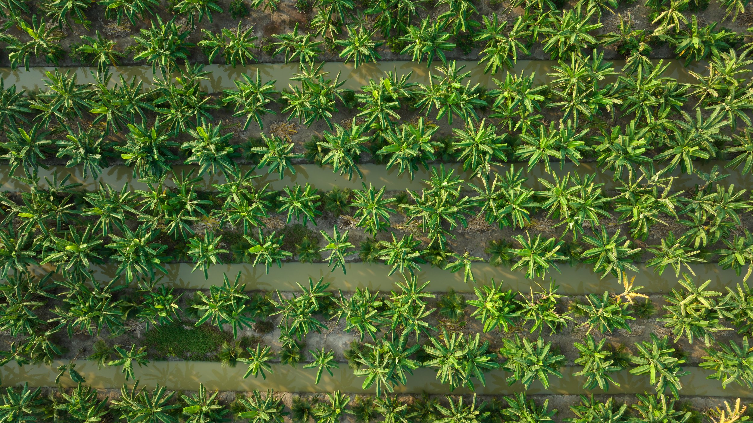 Aerial view of banana plants growing in rows in a plantation with agritech support
