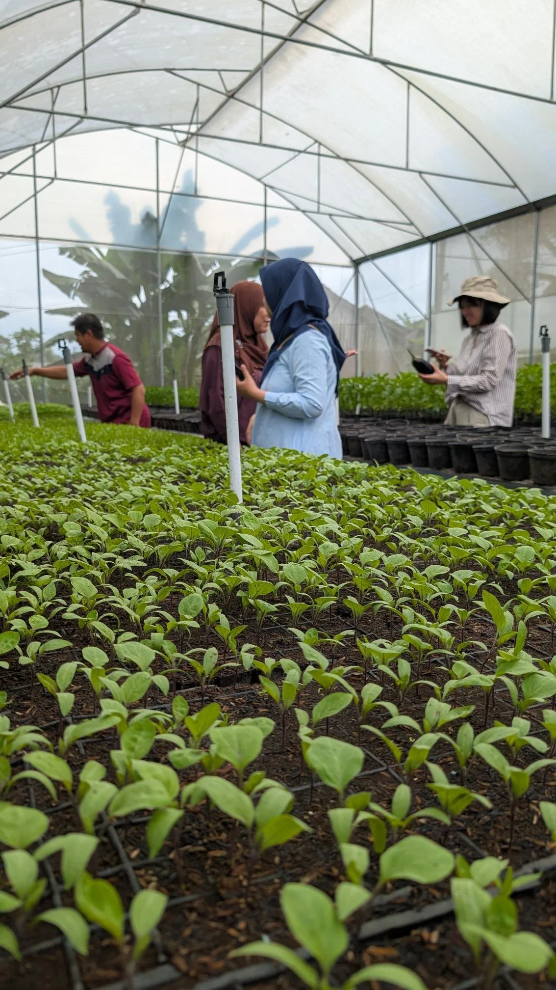 Image of Monsoon Ventures and Beanstalk AgTech team inside a greenhouse using agritech digital agriculture technology to examine seedlings growing in rows on the soil.