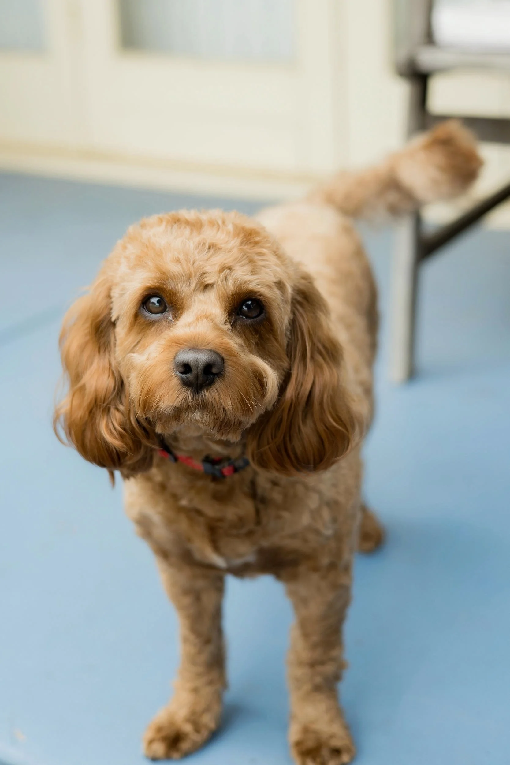 A cute, golden-colored puppy with floppy ears and expressive eyes sitting on a light blue floor indoors.