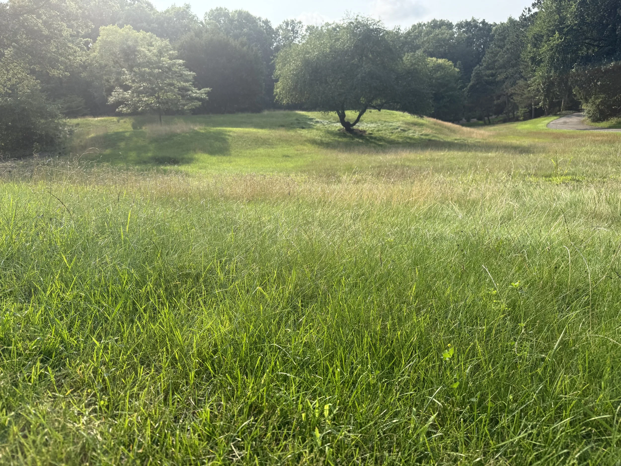 Waiting for the Meadow