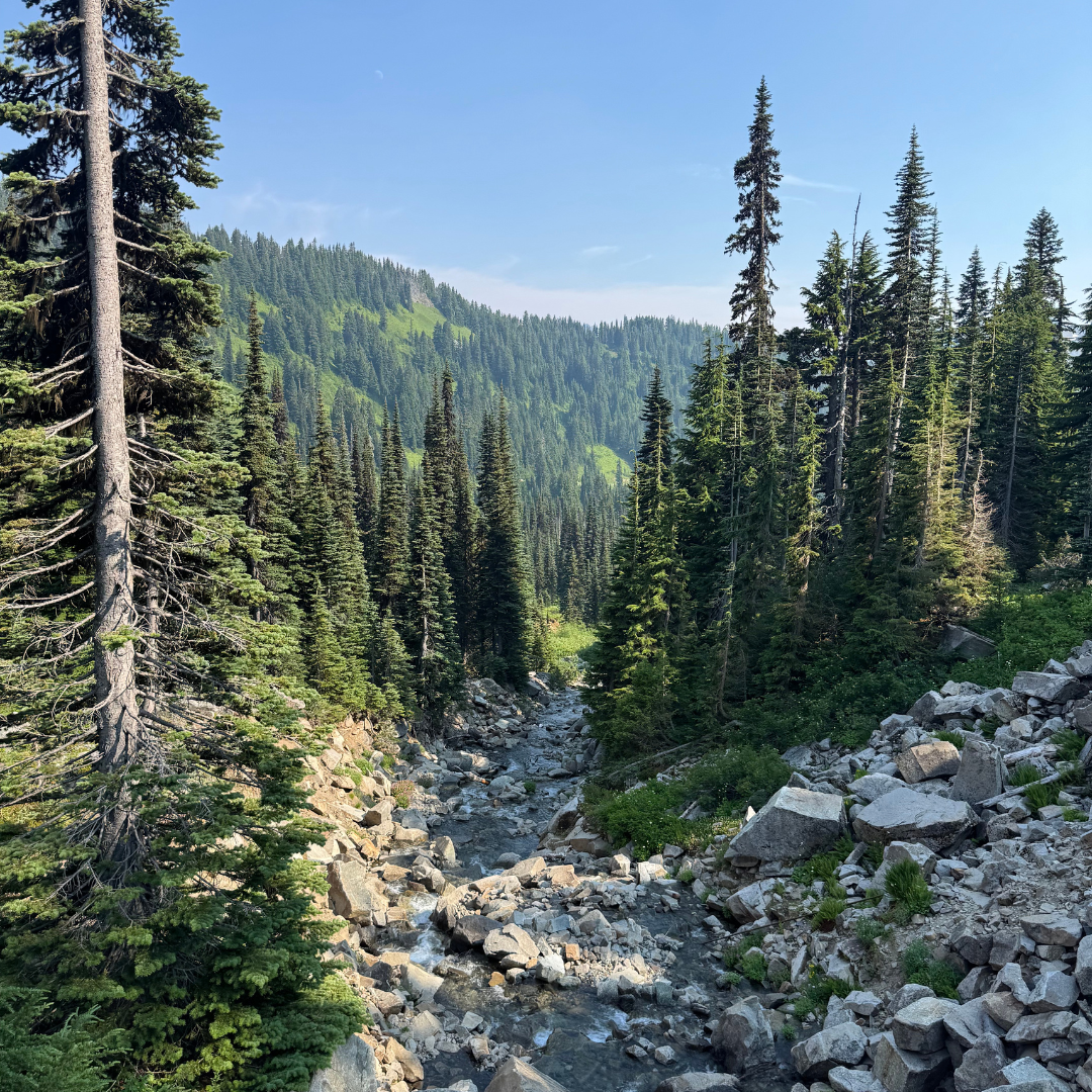 A mountain landscape with a rocky stream surrounded by tall pine trees and green forest in the background under a clear blue sky.